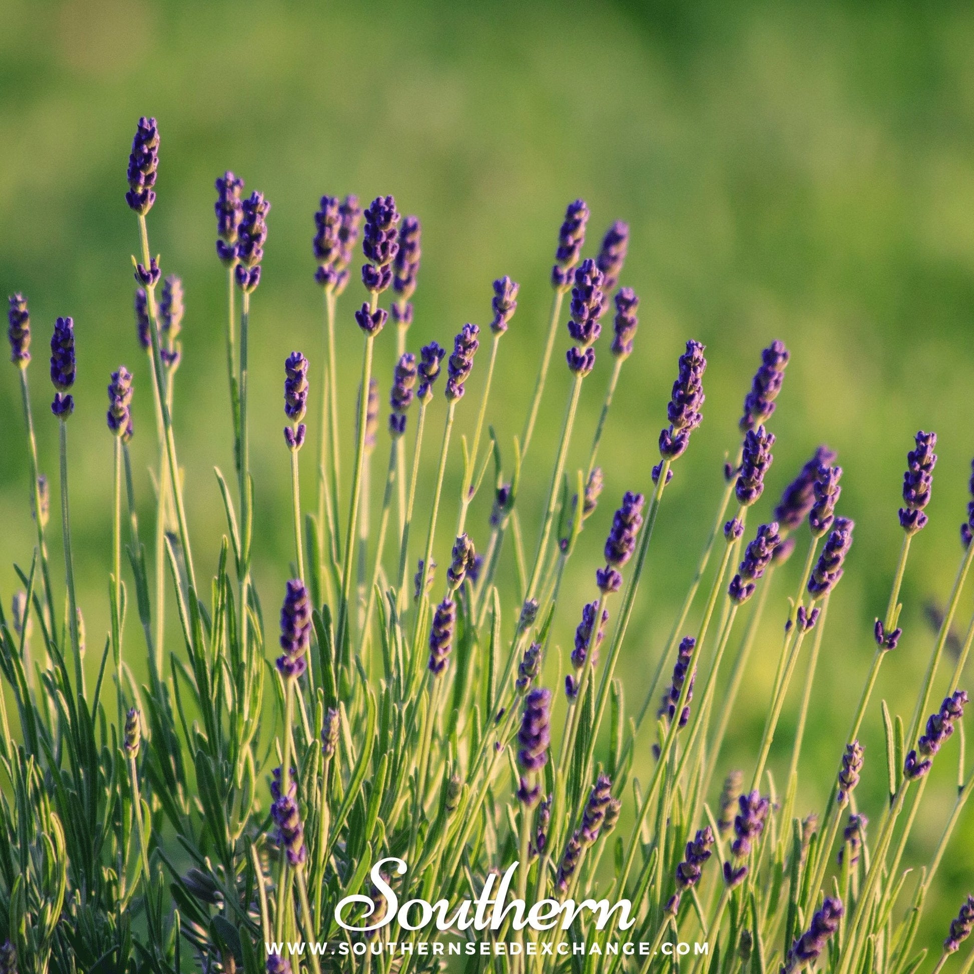 Munstead Lavender Seeds – Heirloom, Non-GMO, Fragrant Blue-Purple Flowers, Perennial, 50 Seeds, Lavandula angustifolia