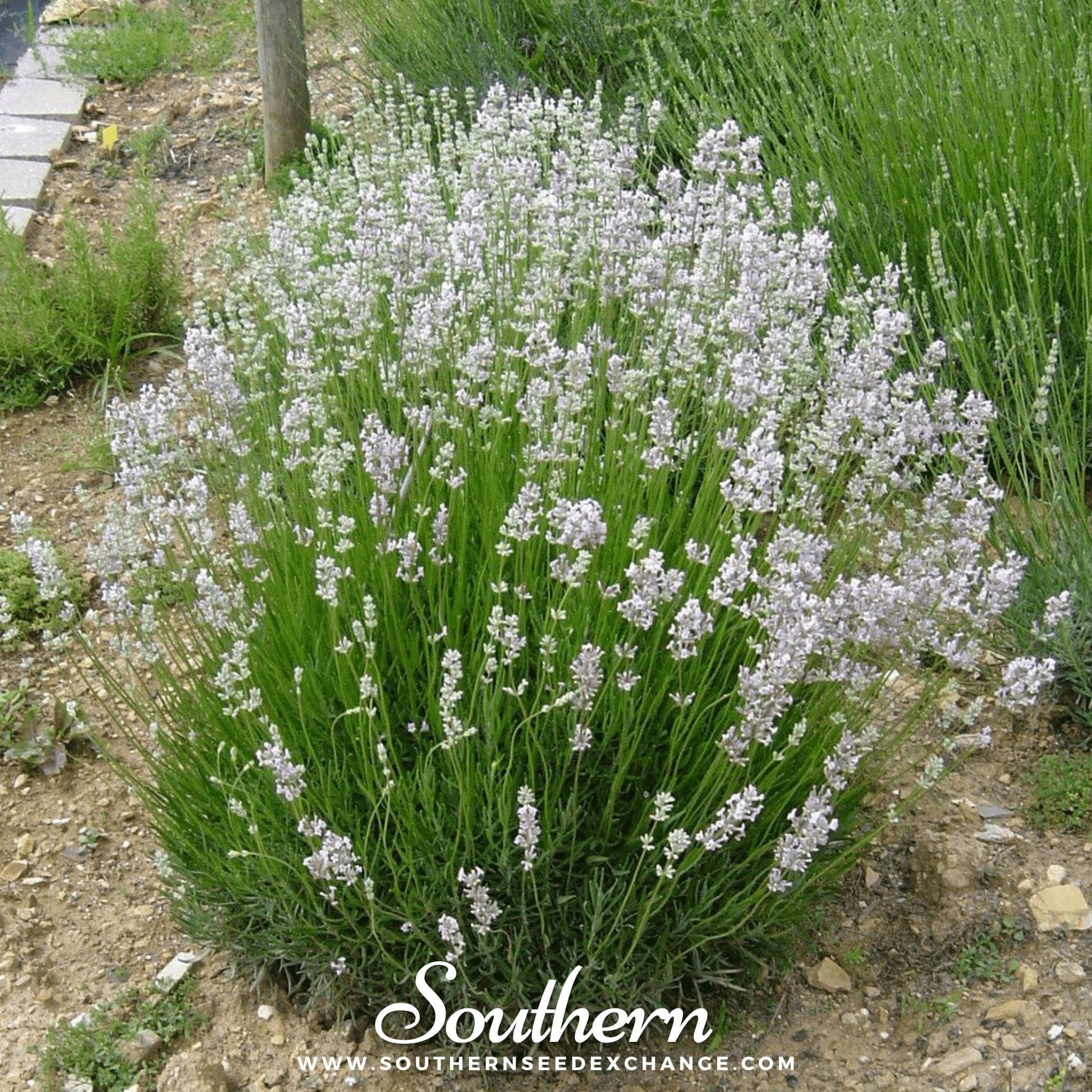 Pink Lavender Seeds - Lavandula angustifolia rosea - Non-GMO, Bee & Butterfly Friendly, 20 Seeds for Herb & Flower Gardens
