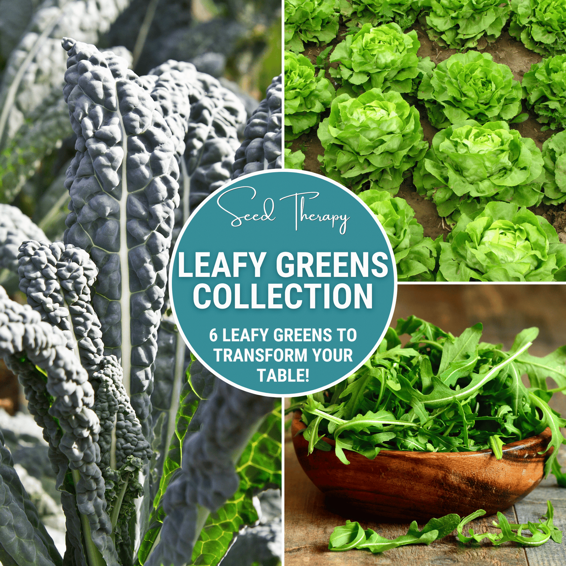 Leafy Greens Seed Collection – 6 Varieties Non-GMO, Heirloom, Organic, Salad Greens, Kale, Spinach, Lettuce, Collards