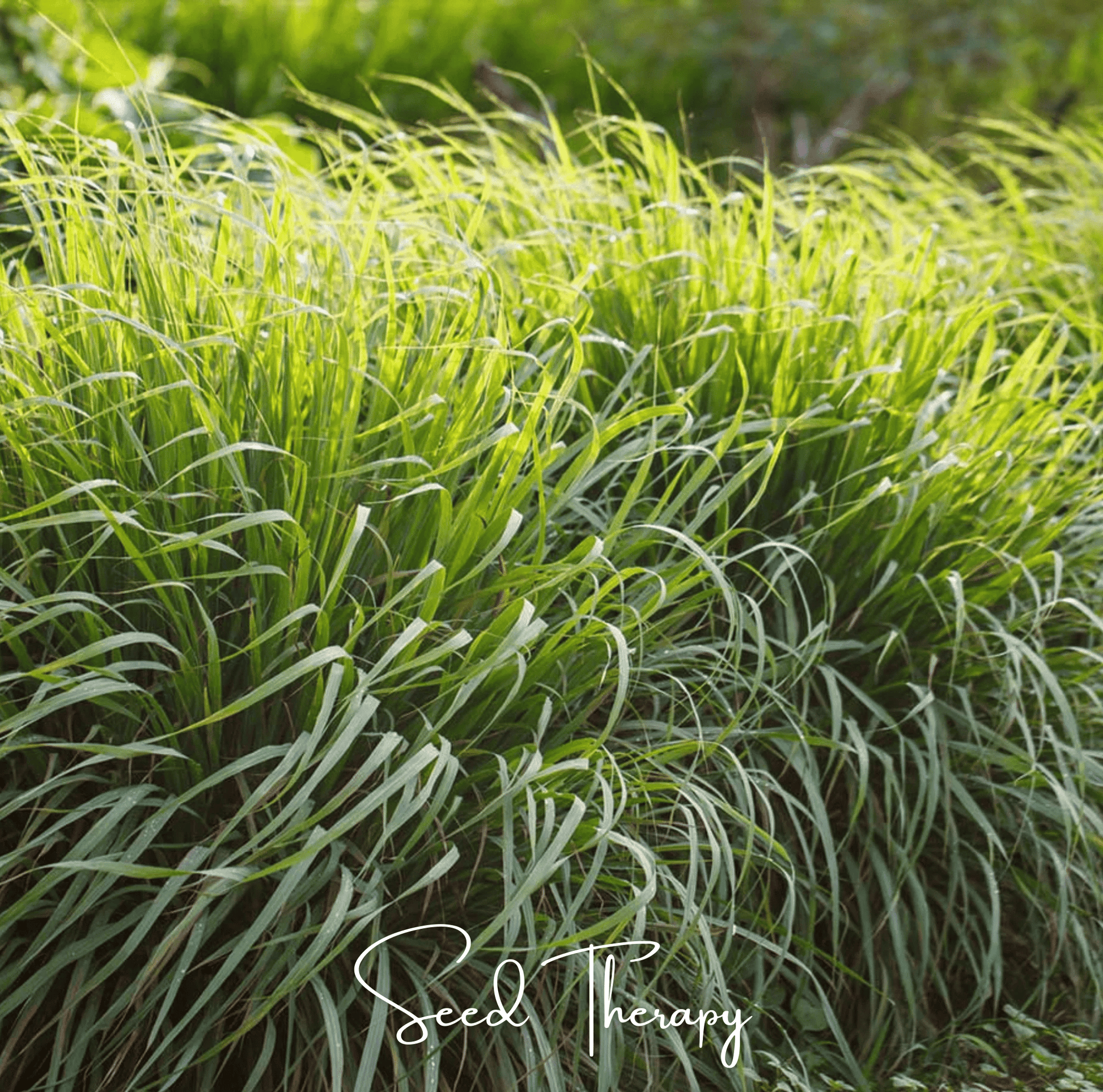 Lemon Grass Seeds – Heirloom Cymbopogon flexuosus for Culinary & Ornamental Use – 100 Seeds