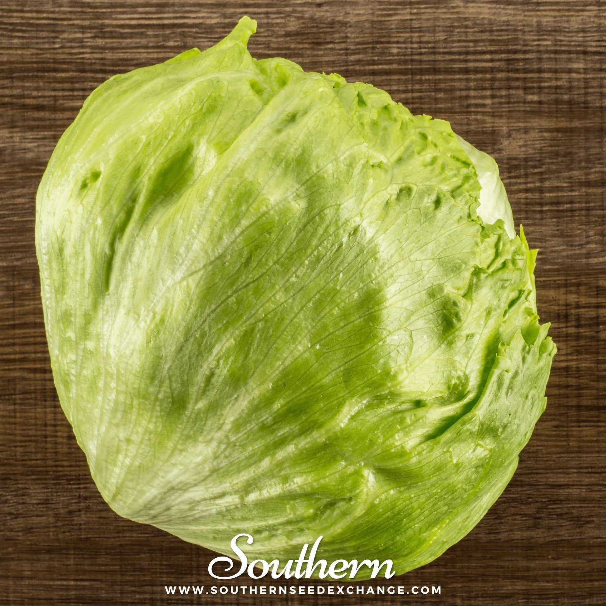 Iceberg Lettuce Seeds – 500 Heirloom, Open Pollinated, Non-GMO, Lactuca sativa, Crisp, Dense Heads, Cool-Season Vegetable