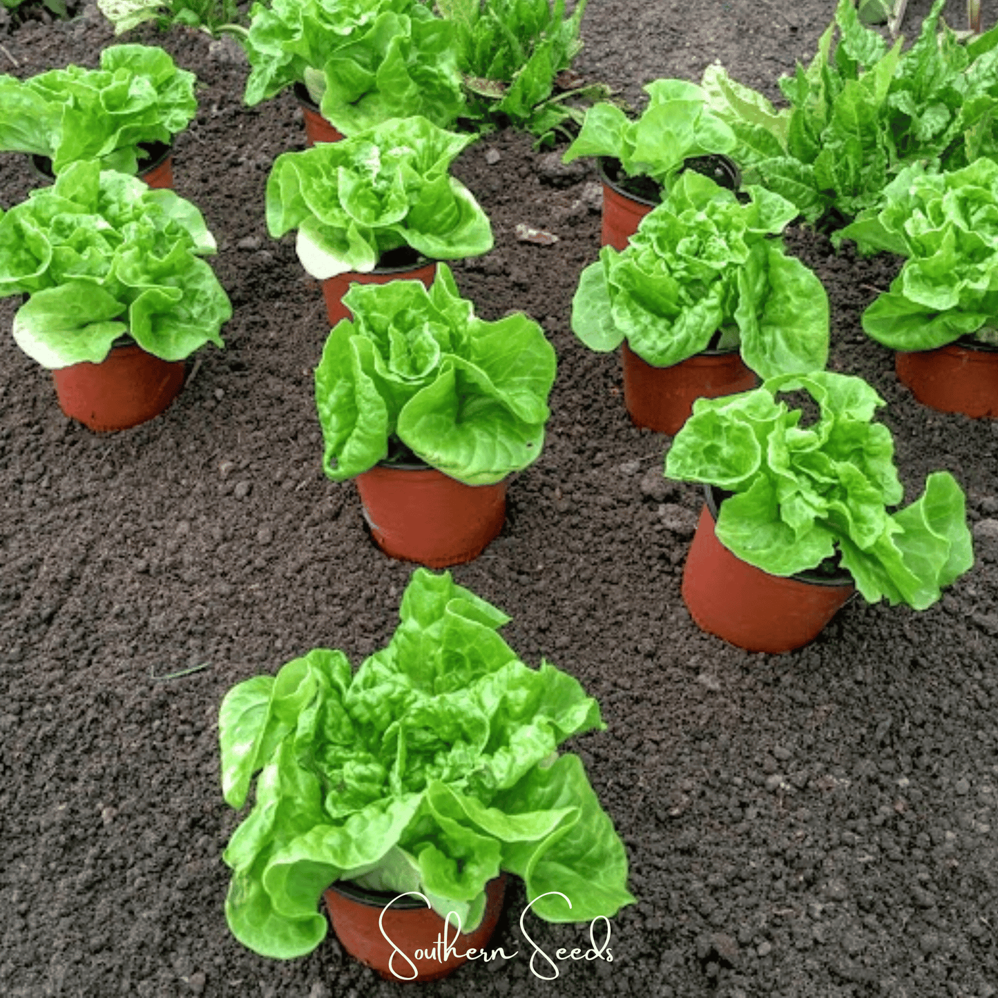 Tom Thumb Butterhead Lettuce Seeds – Miniature Heirloom Salad Lettuce, 500 Seeds, Crisp, Fast-Growing, Container Garden, Lactuca sativa
