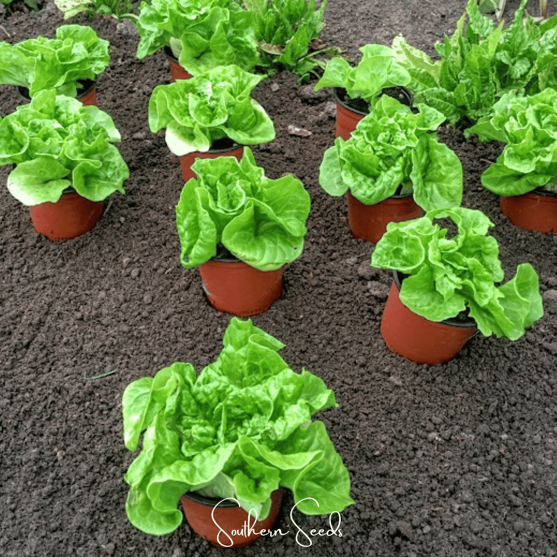 Tom Thumb Butterhead Lettuce Seeds – Miniature Heirloom Salad Lettuce, 500 Seeds, Crisp, Fast-Growing, Container Garden, Lactuca sativa