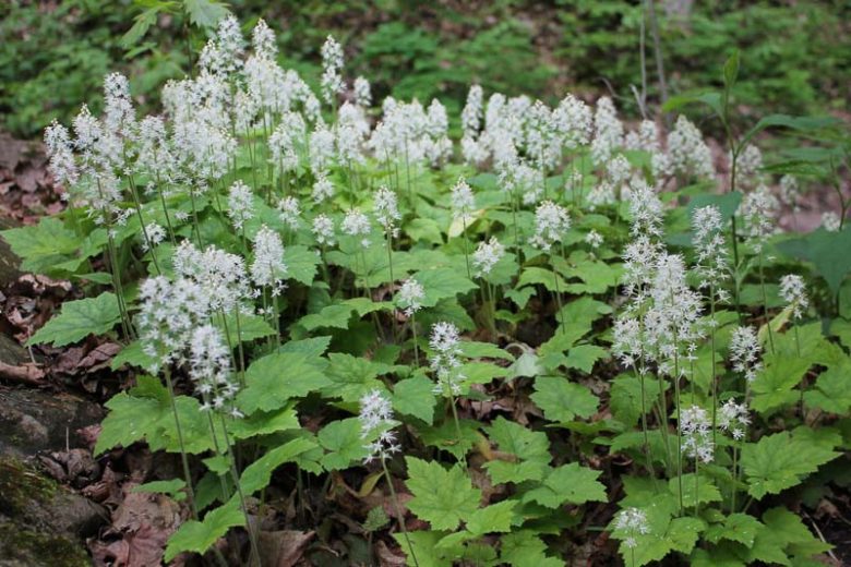 3 Bare-Root Foamflower Plants (Tiarella cordifolia) - Native Shade Garden Perennial Ground Cover