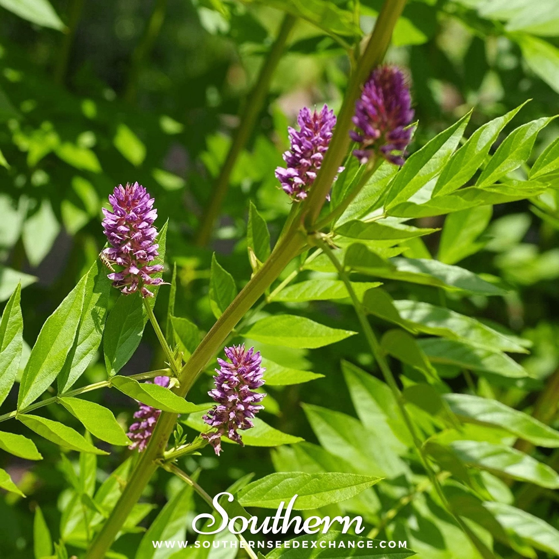 Licorice Root Seeds – Heirloom Glycyrrhiza glabra for Growing, Culinary & Herbal Use, 20 Seeds
