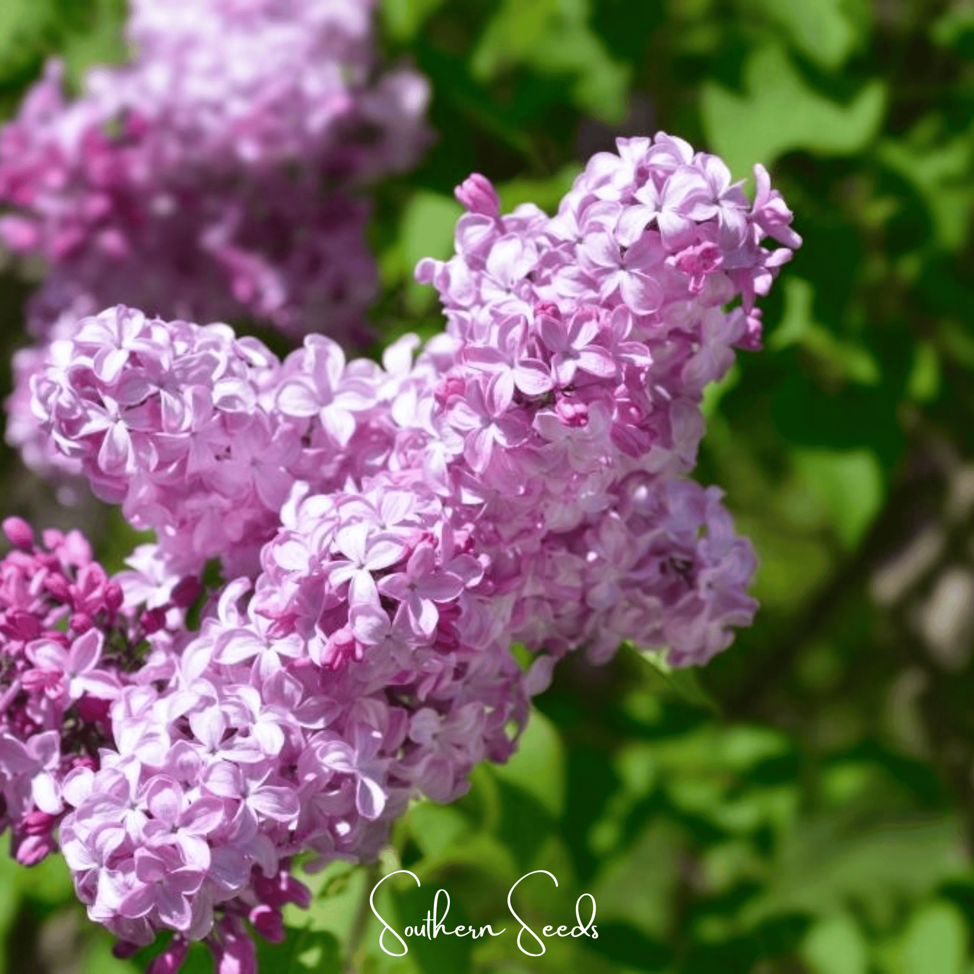 Early Blooming Lilac Seeds – Syringa oblata Heirloom, Pale Lavender, Fragrant Spring Blooms, Perennial Shrub, 30 Seeds
