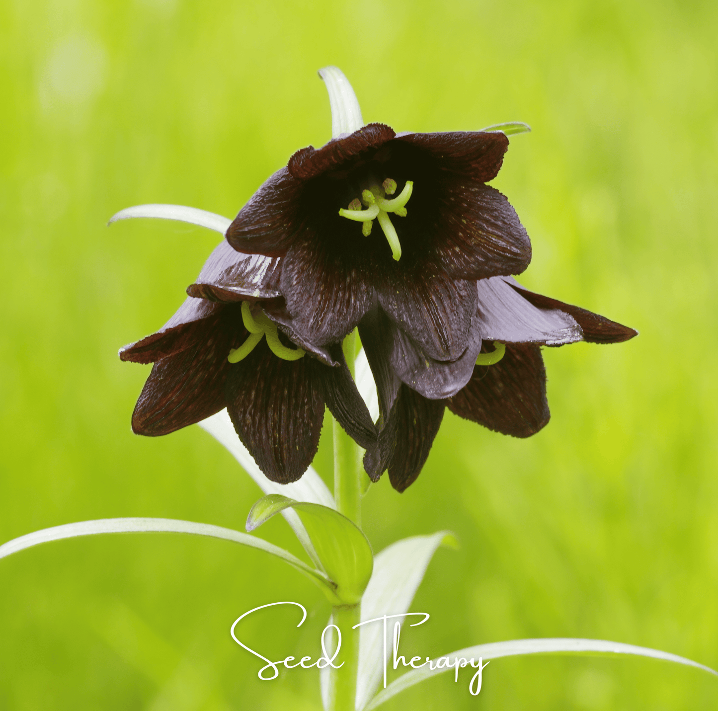 Chocolate Lily Seeds – Fritillaria camschatcensis, Deep Purple Bell-Shaped Flowers, Perennial, Heirloom, 10 Seeds