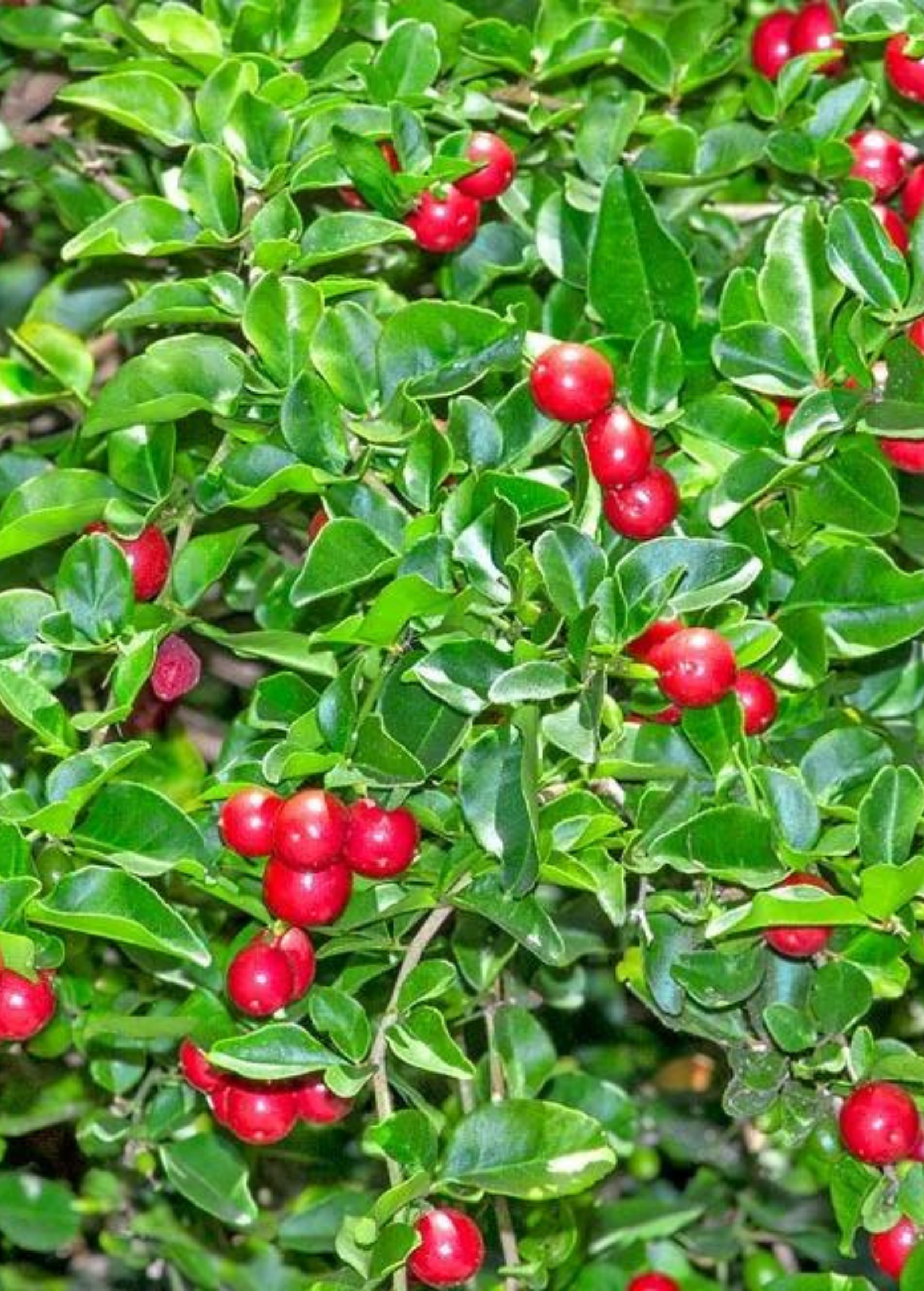 Limeberry Shrub, Evergreen Hedge Plant, Fragrant White Flowers, Edible Red-Orange Fruits, Triphasia trifolia