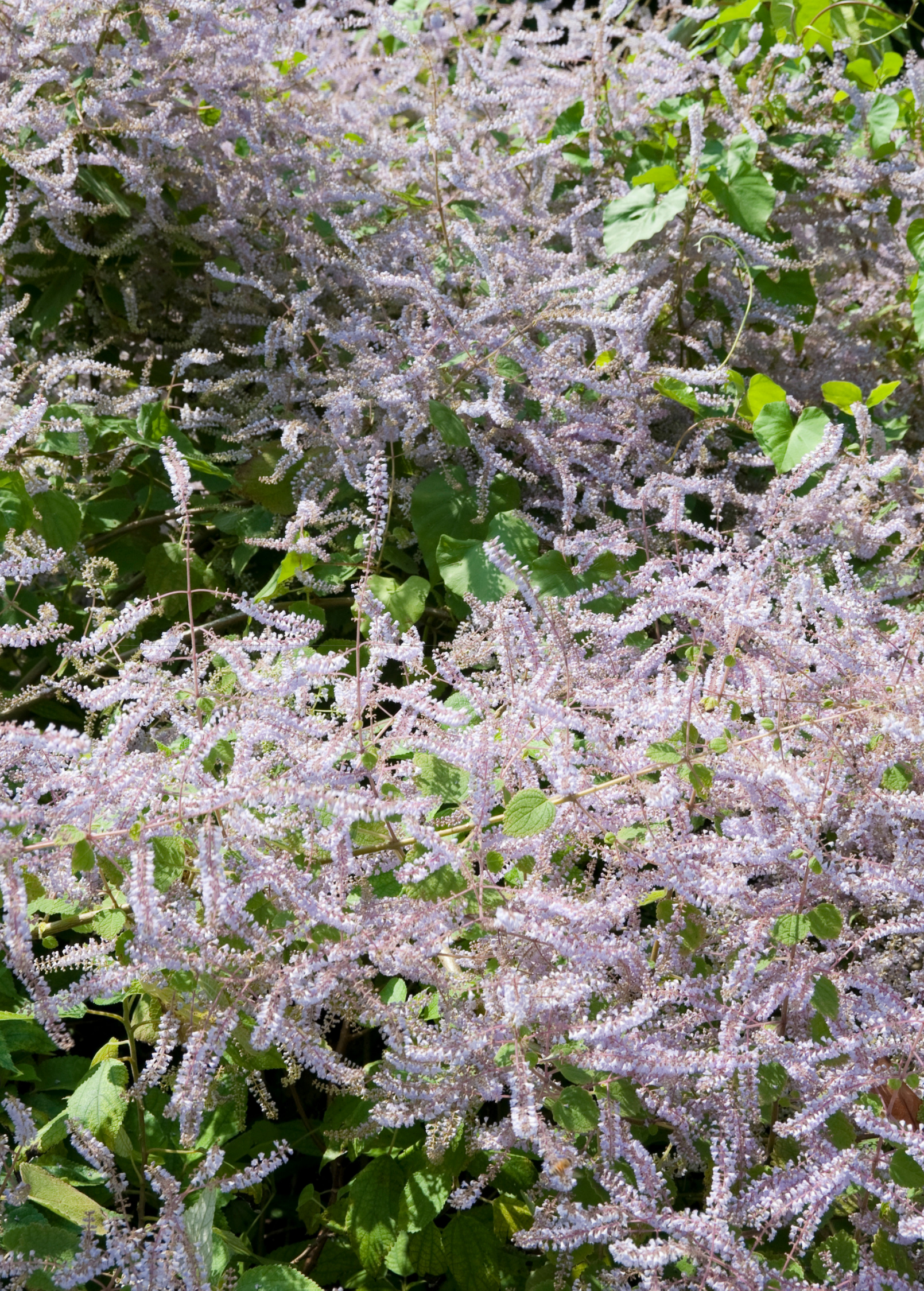 Iboza Riparia Shrub - Aromatic Fragrant Bush with Velvety Foliage, White to Lavender Flowers, Tetradenia riparia