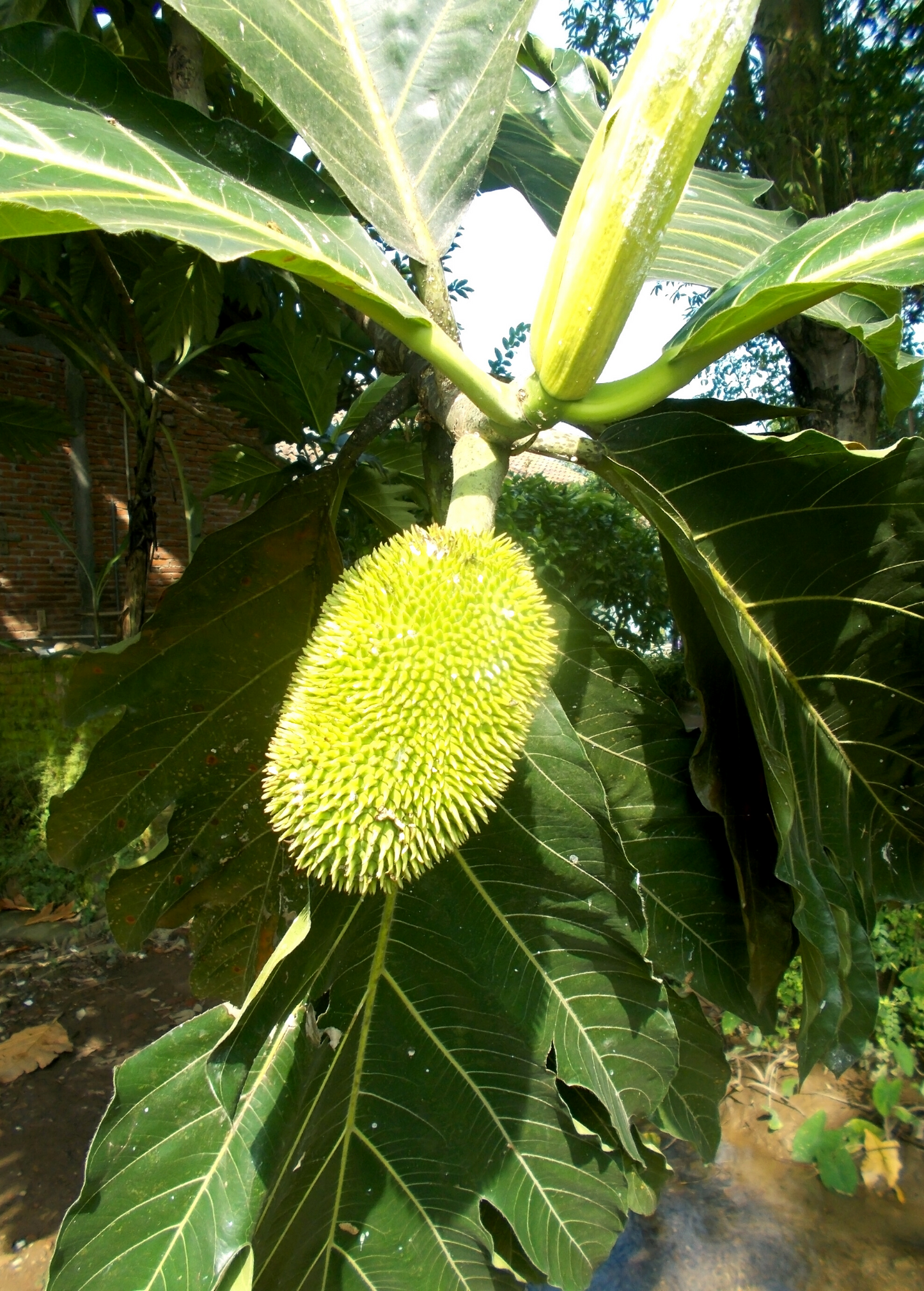 Breadnut Tree Seedling Brosimum alicastrum Edible Seeds Tropical Fruit Plant