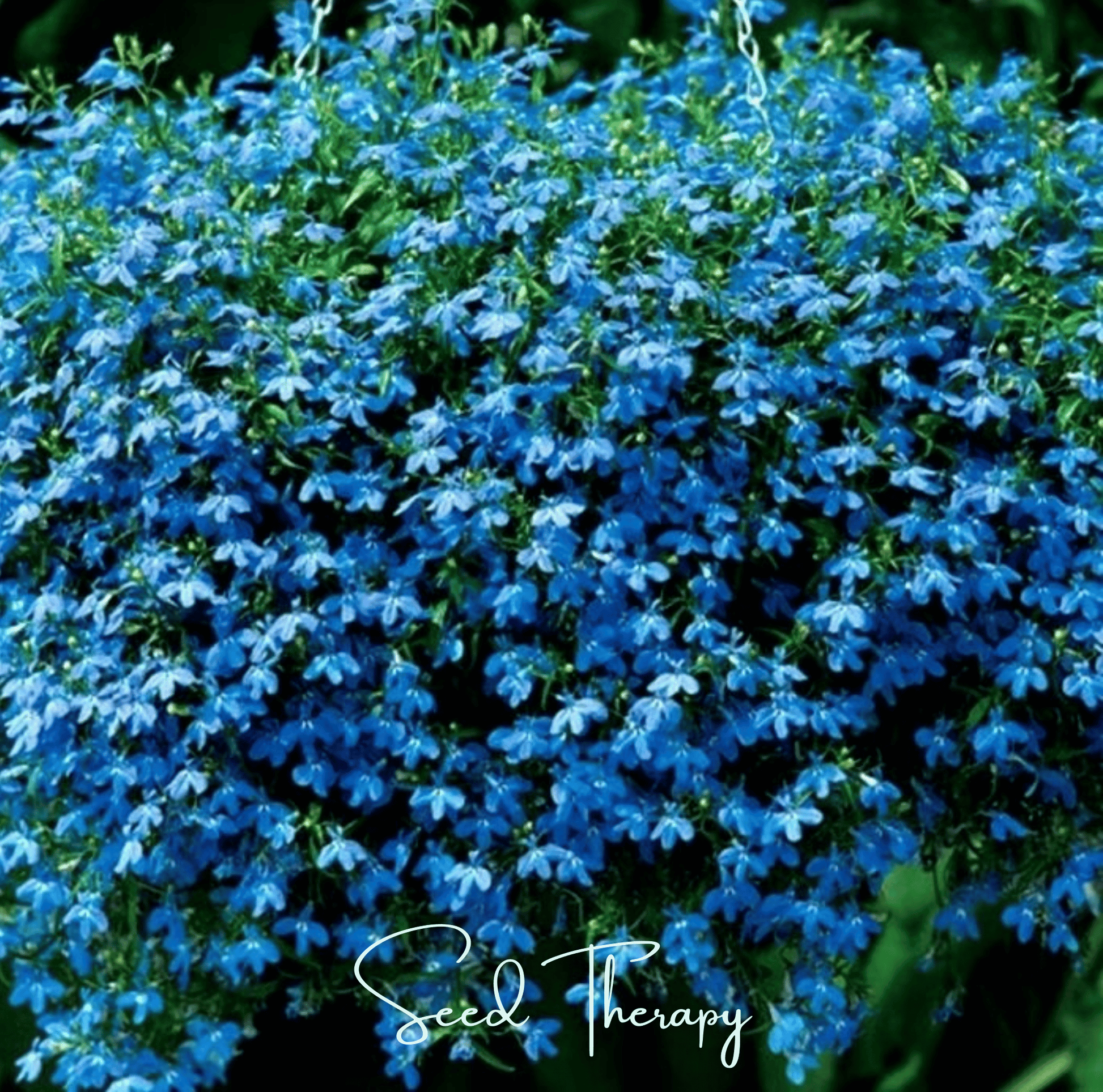 Blue Carpet Lobelia Seeds – Vibrant True Blue, Trailing Annual for Containers & Borders, Lobelia erinus, 100 Seeds