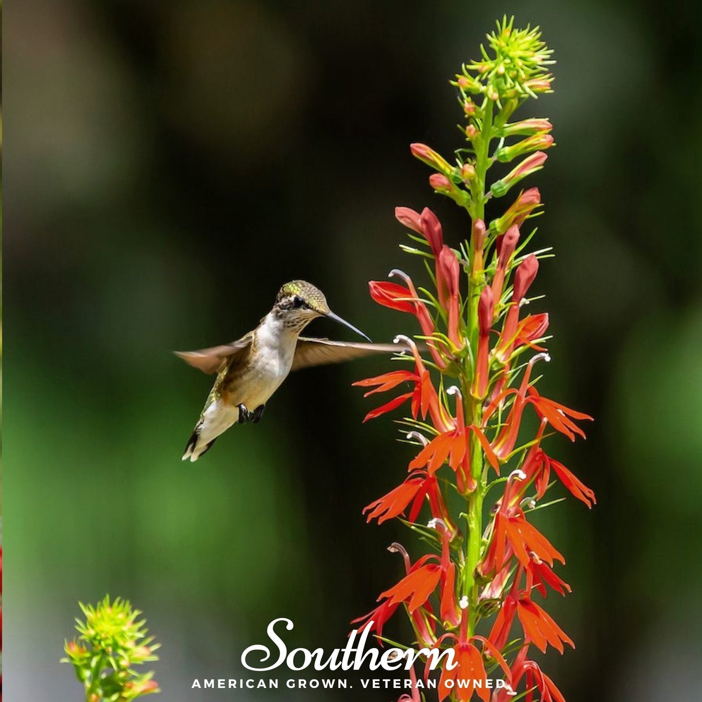 Cardinal Flower Seeds – Lobelia cardinalis – Native Perennial for Hummingbird Attraction – Moist Soil, Bright Scarlet Red Flowers