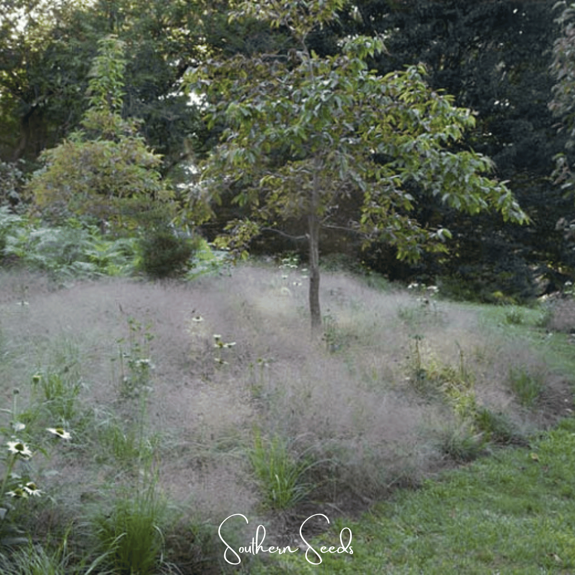 Purple Love Grass Seeds – Native Ornamental Grass, Drought-Tolerant, Airy Reddish-Purple Plumes, Perennial, Eragrostis spectabilis