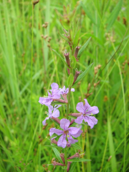 Lythrum Alatum Seeds 1000 Pack Native Wildflower Purple Blooms Pollinator Plant