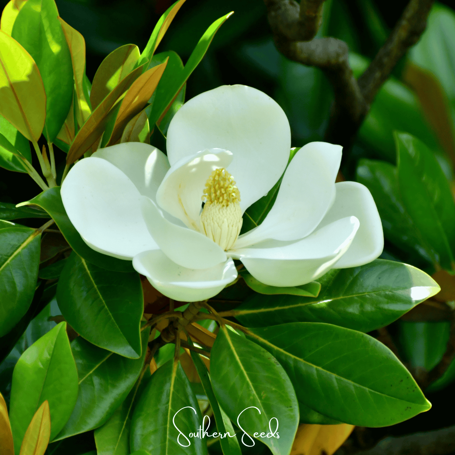 Southern Magnolia Seeds – Heirloom, Evergreen Tree, Fragrant White Flowers, Magnolia grandiflora
