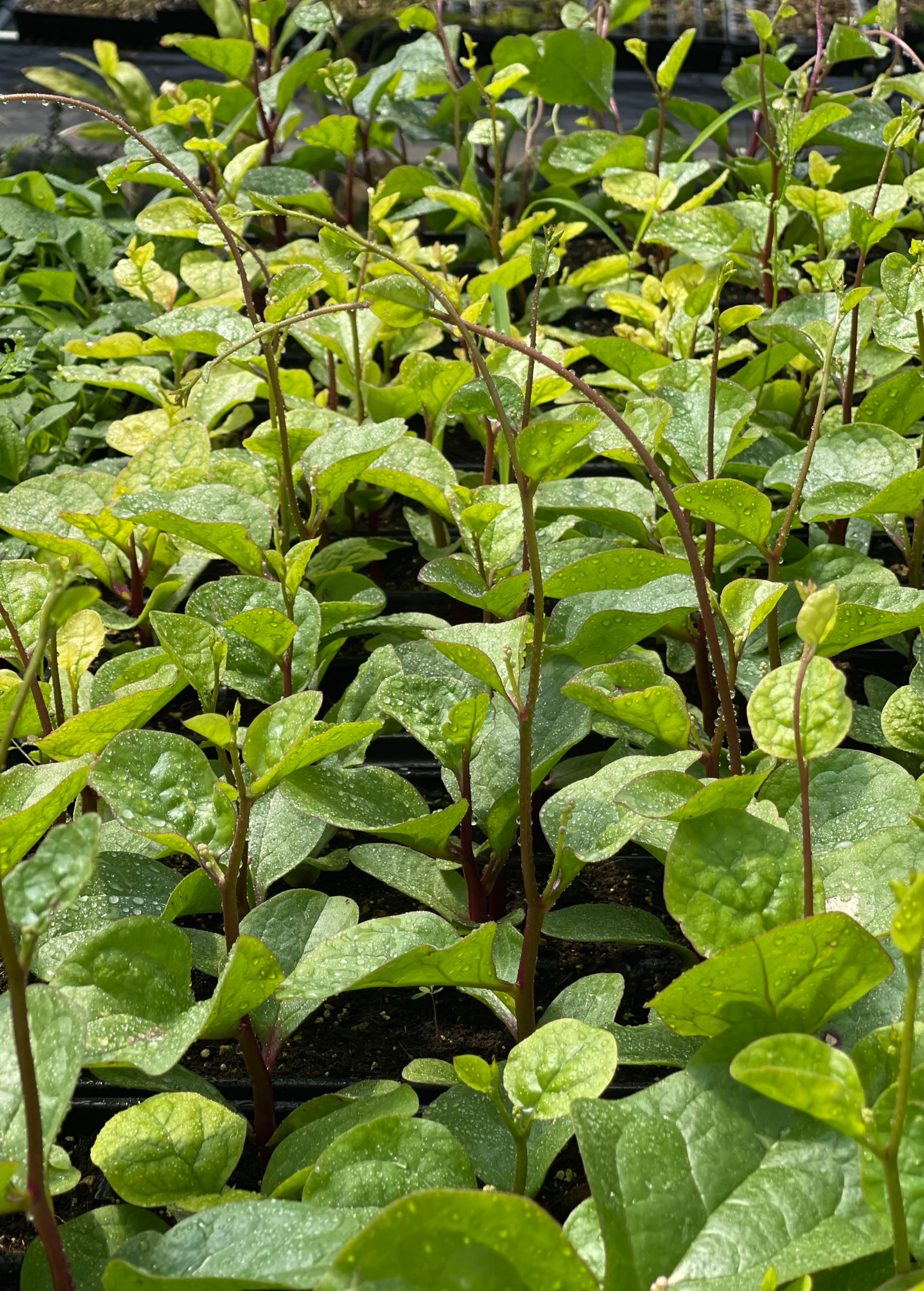 Malabar Spinach (Basella alba) - Edible Climbing Vine with Vibrant Red Stems and Multi-Colored Leaves, Tropical Summer Greenery