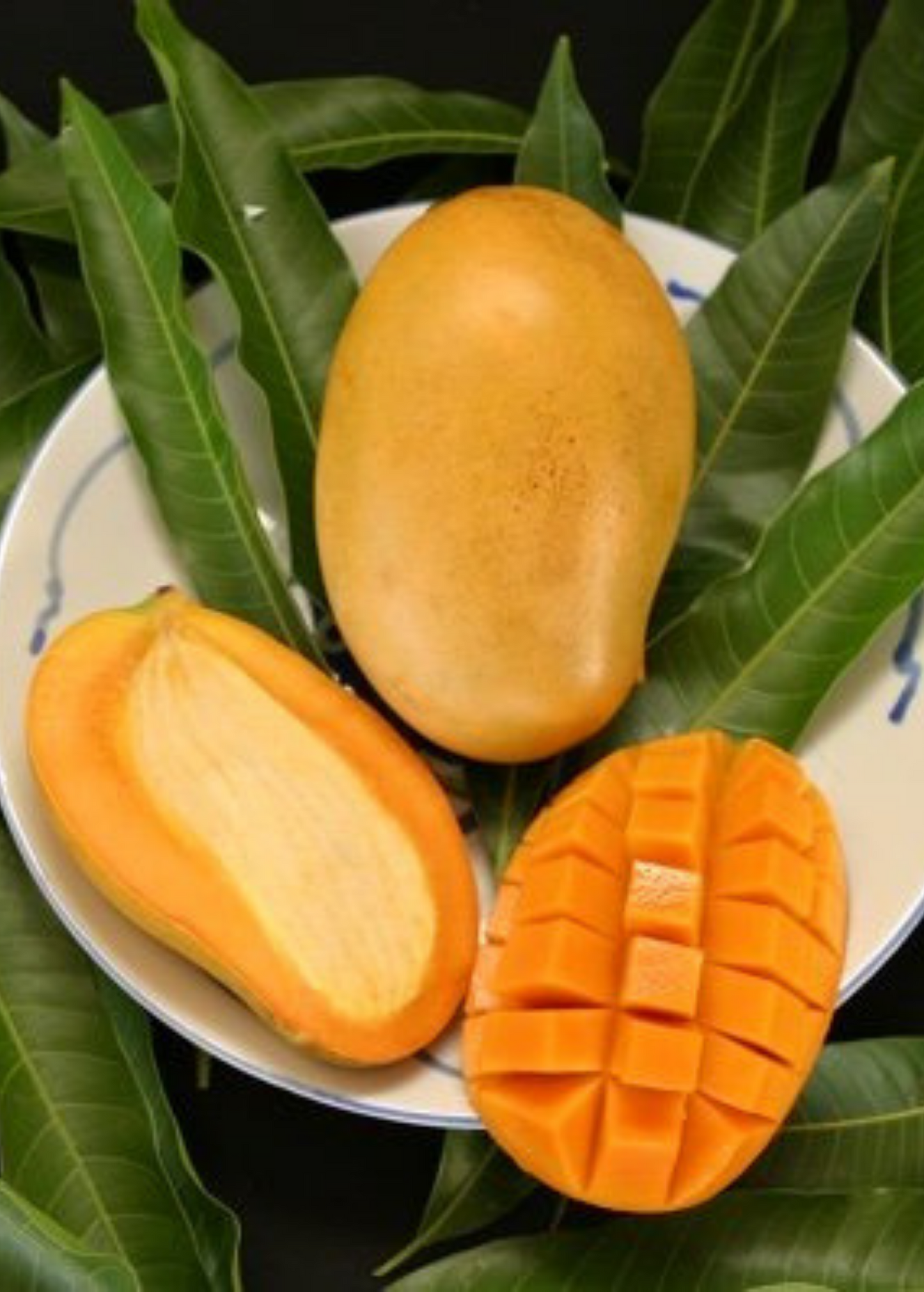Mango 'Mallika' Tree - Semi-Dwarf, Disease-Resistant, Sweet Aromatic Fruit, Mangifera indica