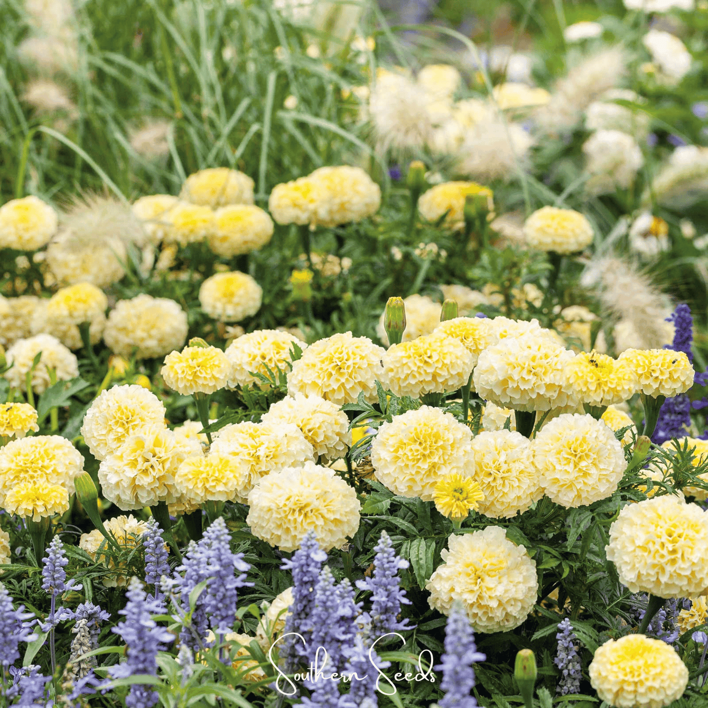 Moonlight African Marigold Seeds – Creamy White Fully Double Heirloom Tagetes erecta, Easy to Grow, Pest-Repellent Annual Flower