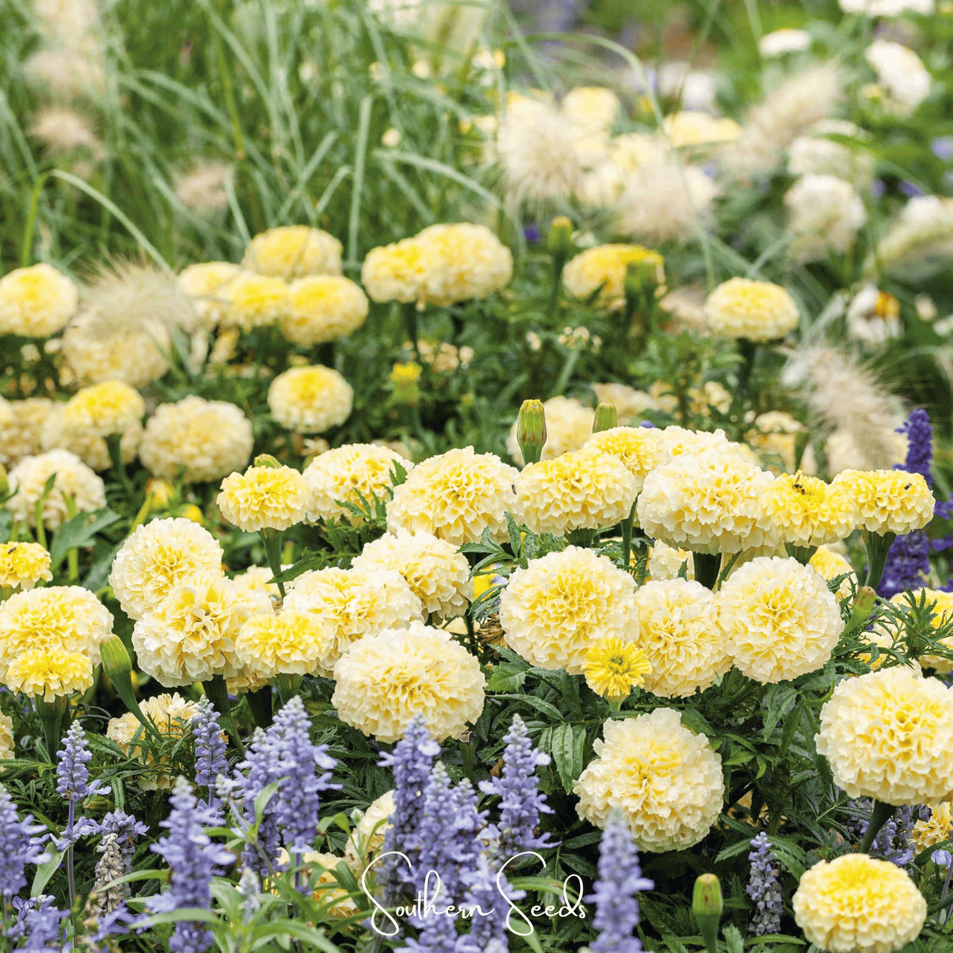 Moonlight African Marigold Seeds – Creamy White Fully Double Heirloom Tagetes erecta, Easy to Grow, Pest-Repellent Annual Flower