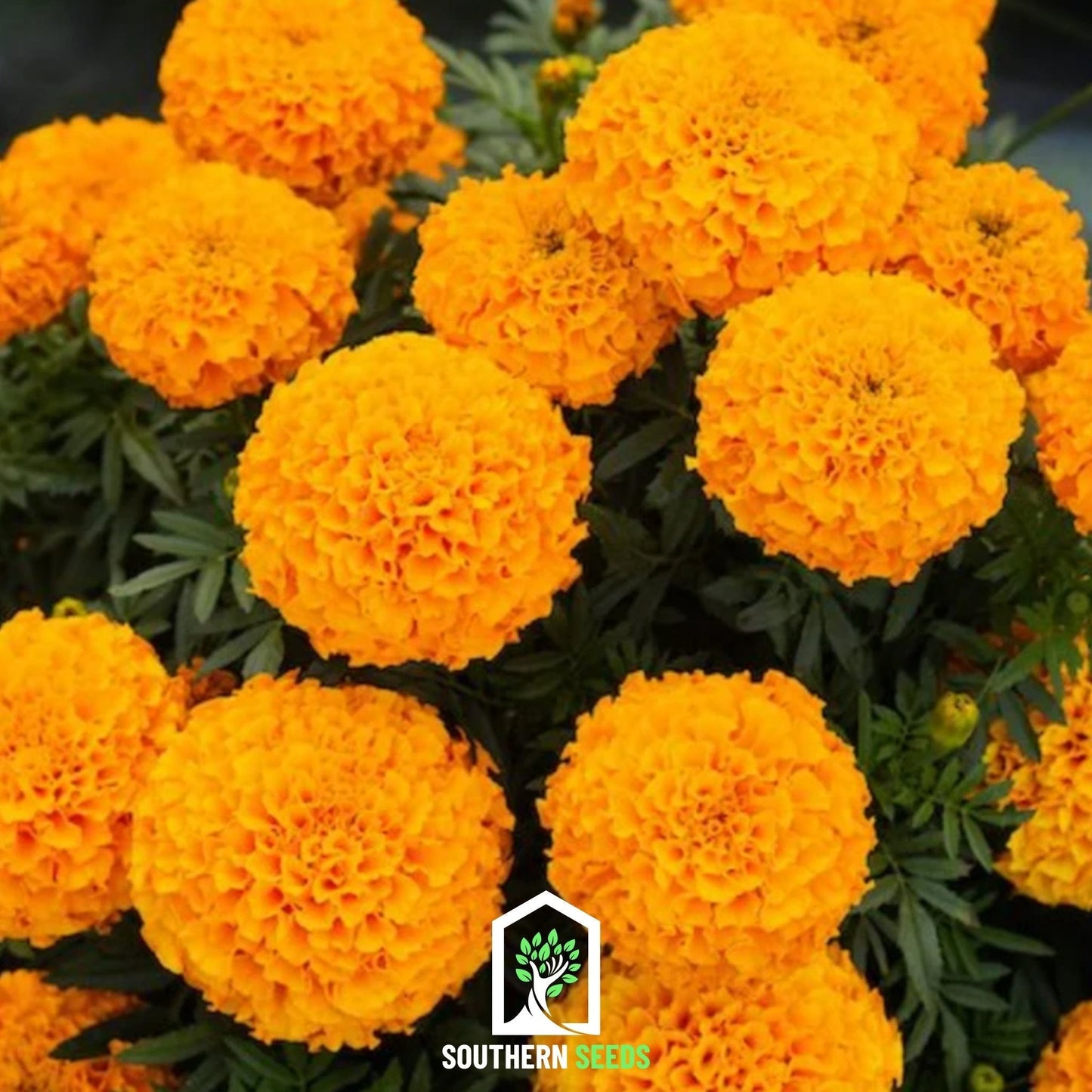 Crackerjack Marigold Seeds – 100 Heirloom, Non-GMO African Marigolds for Bright Garden Color, Annual, USDA Zones 1-12