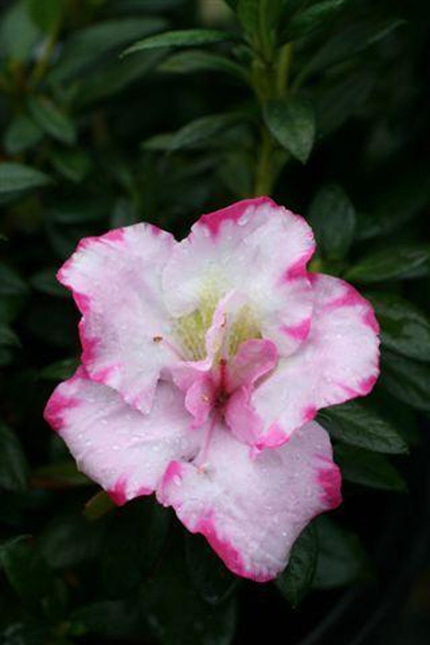 Pink & White Azalea Cuttings, Rhododendron spp., Unrooted Grafting & Propagation Material