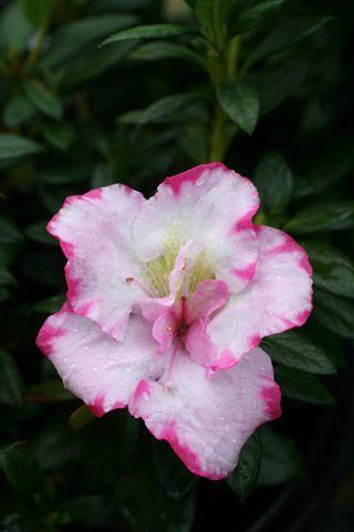 7 Pink & White Azalea Cuttings – Unrooted Rhododendron Wood 6-7” Long for Grafting & Rooting