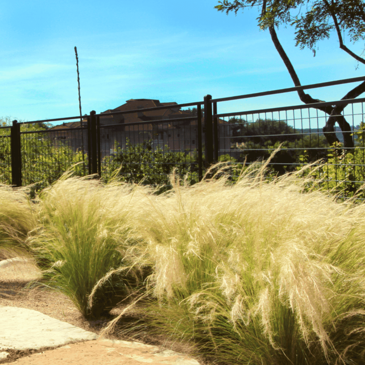 Mexican Feather Grass Seeds – 50 Heirloom Ornamental Grass Nassella Tenuissima for Drought-Tolerant Gardens