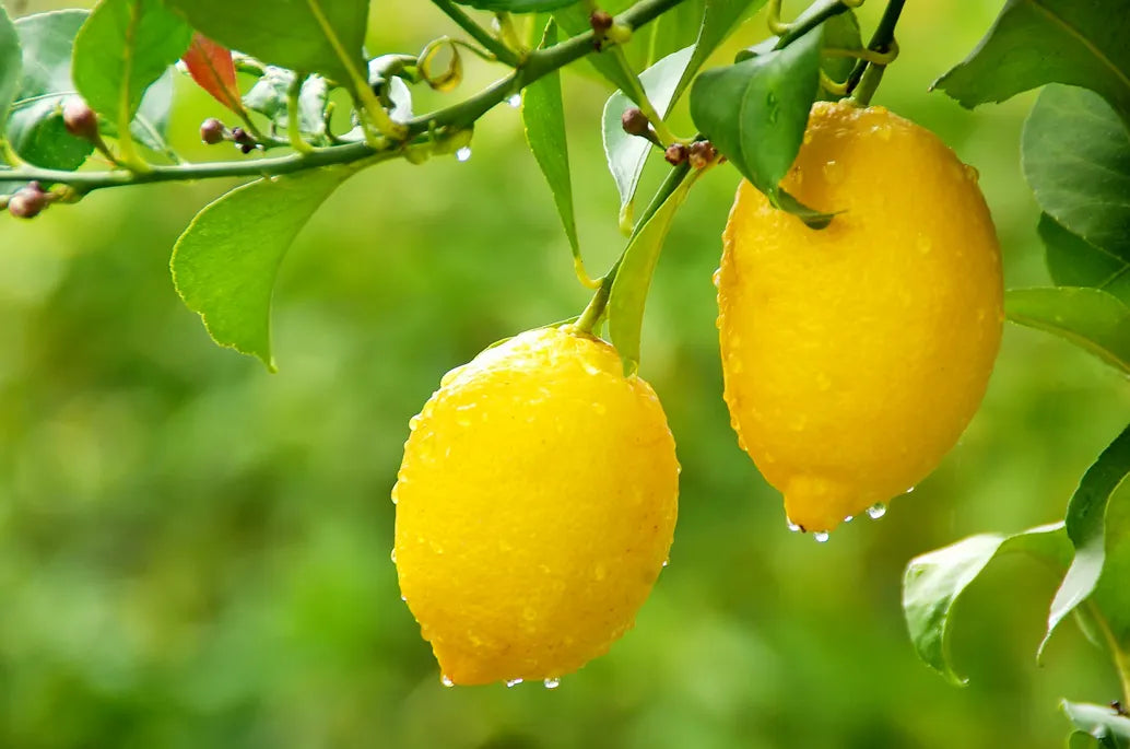 Organic Non-GMO Meyer Lemon Tree Bare Root Starter 5" | Sweet Citrus Plant for Home Garden or Container