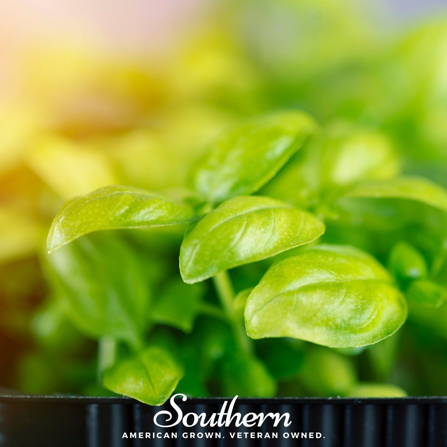 Basil Genovese Microgreens Seeds – Non-GMO, American Grown, 8 Grams for Microgreen Growing