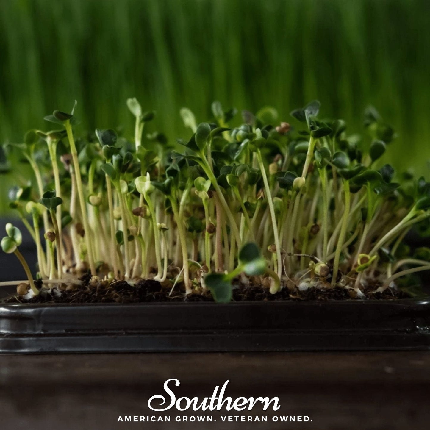 Broccoli Microgreens Seeds – 10g Non-GMO, Easy to Grow, Brassica oleracea var. italica, Fast Germination