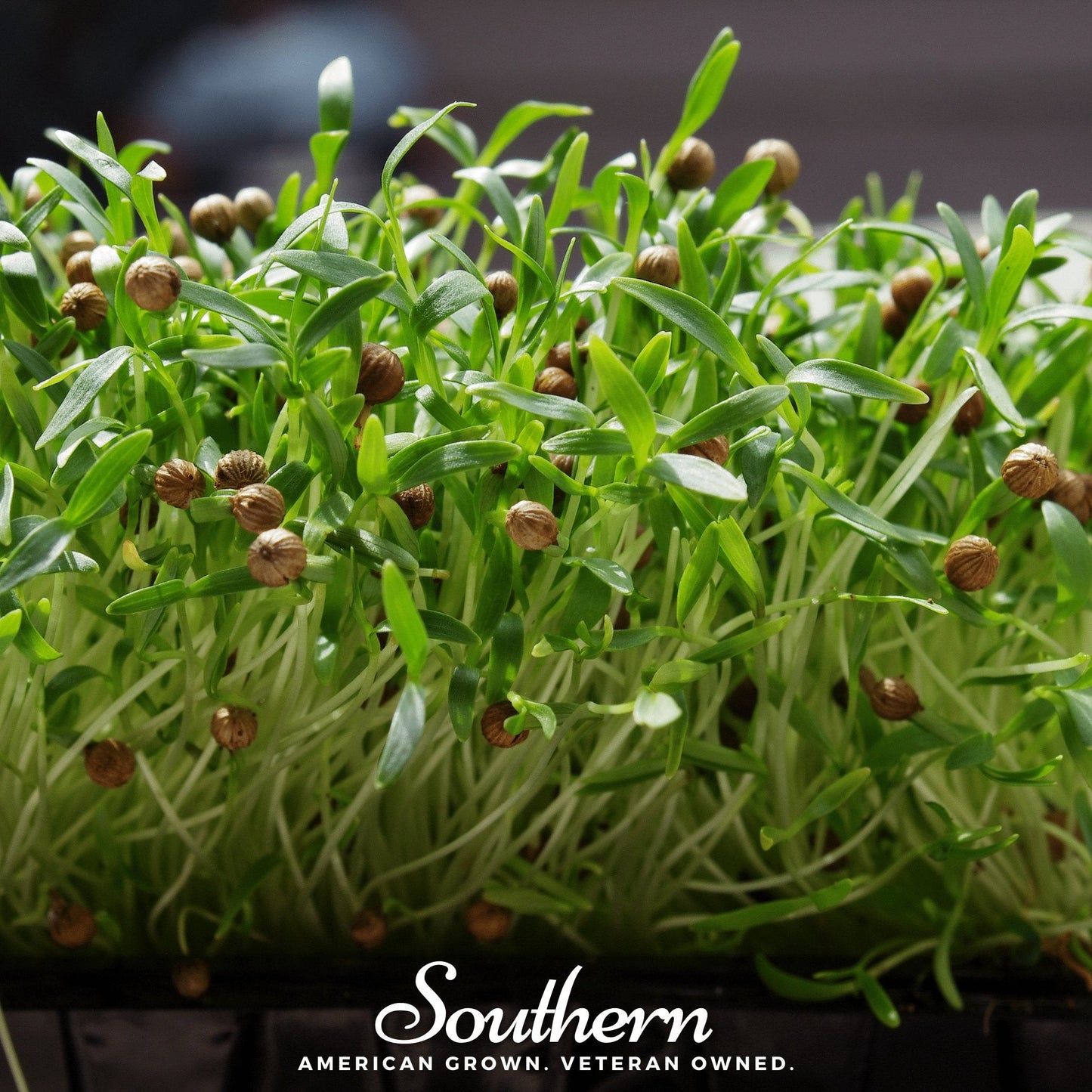 Cilantro Microgreens Seeds – 10g Heirloom Non-GMO American Grown for Culinary Use