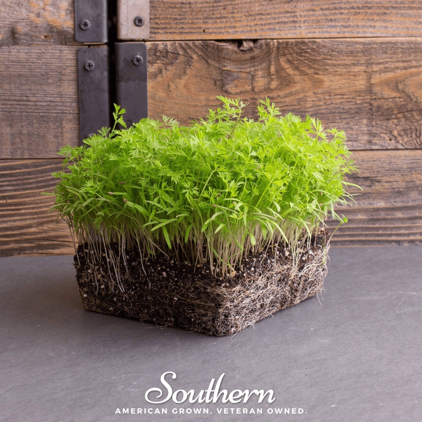 Dill Microgreens Seeds 8g Heirloom Non-GMO Anethum graveolens for Microgreen Growing