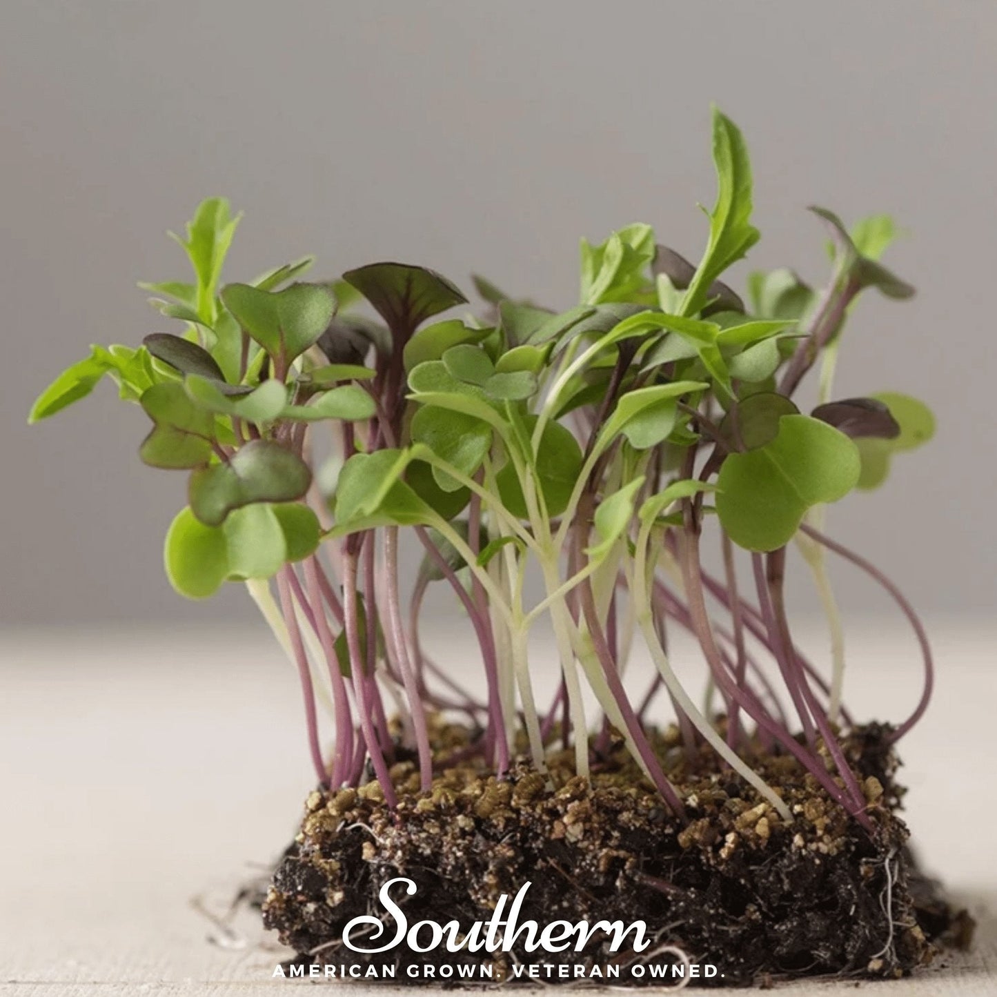Southern Mild Microgreen Mix - 8g Non-GMO Seeds for Microgreens, Brassica Blend, Green & Purple, Easy to Grow, American Grown