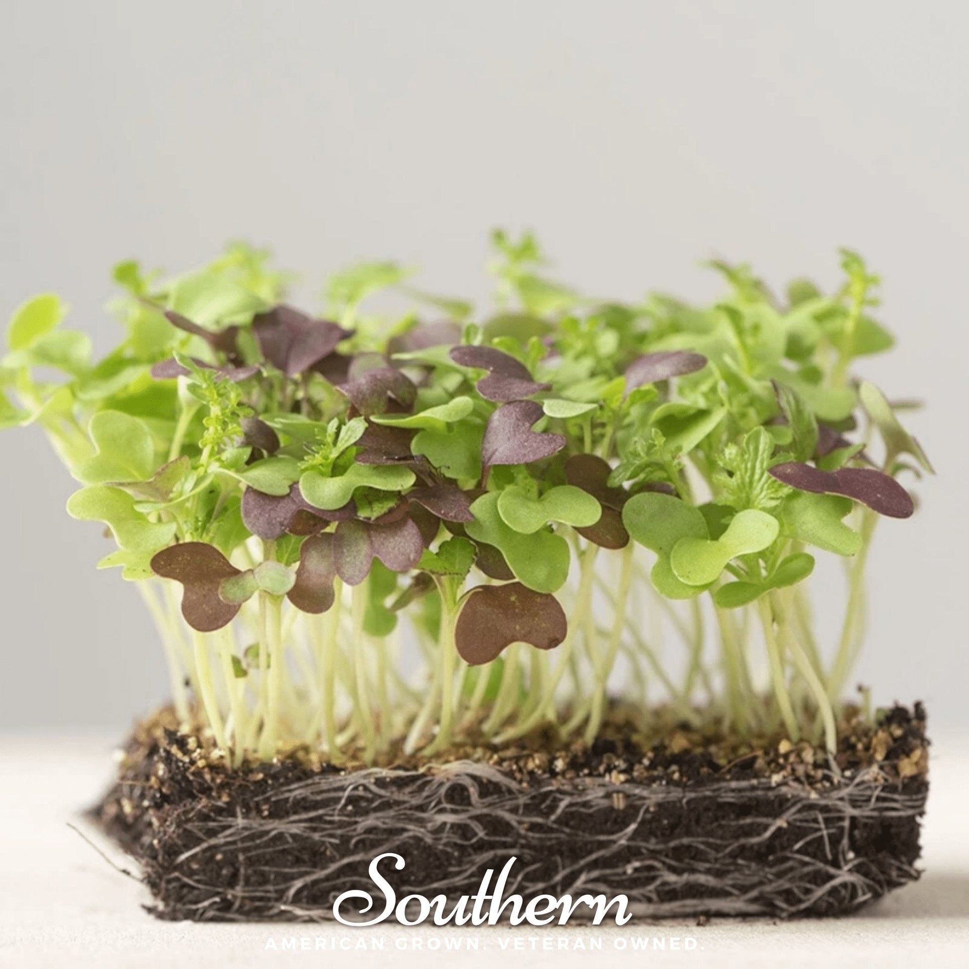 Southern Spice Microgreens Seed Mix – 8g, Spicy, Colorful Greens, Heirloom, Non-GMO, Indoor Microgreens, Fast Growing, Edible Greens