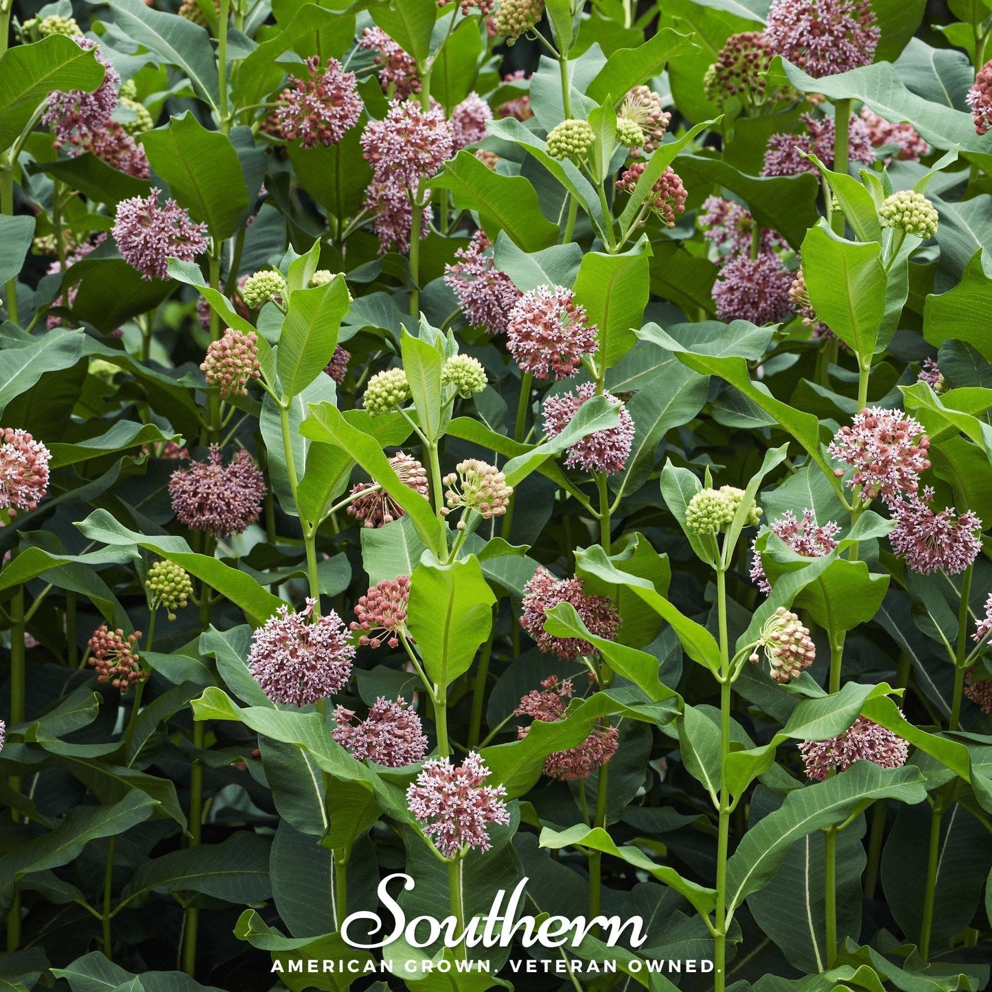 Common Milkweed Seeds – 50 Heirloom Native Perennial for Monarch Butterfly Habitat, Pollinator Garden, Asclepias syriaca