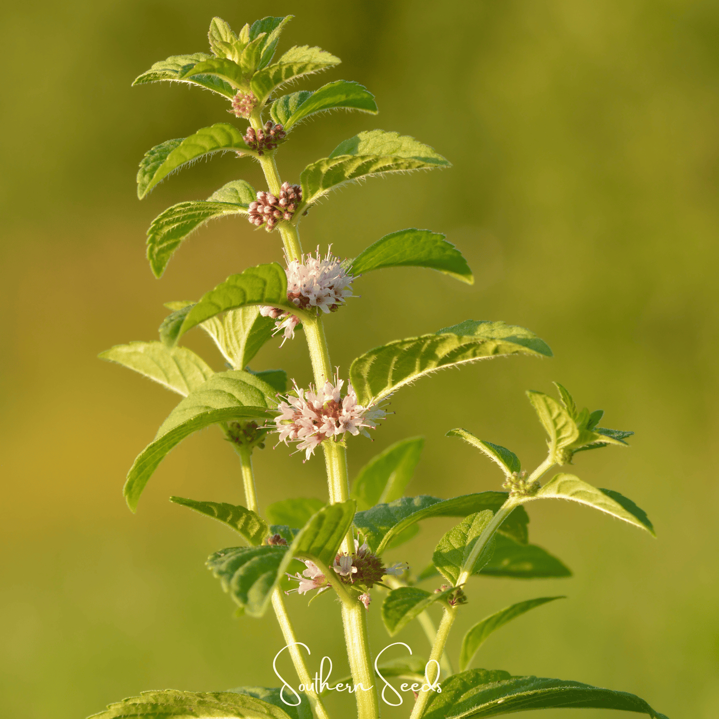 Wild Corn Mint Seeds | Heirloom Mentha arvensis | Aromatic Perennial Herb for Tea & Pollinators