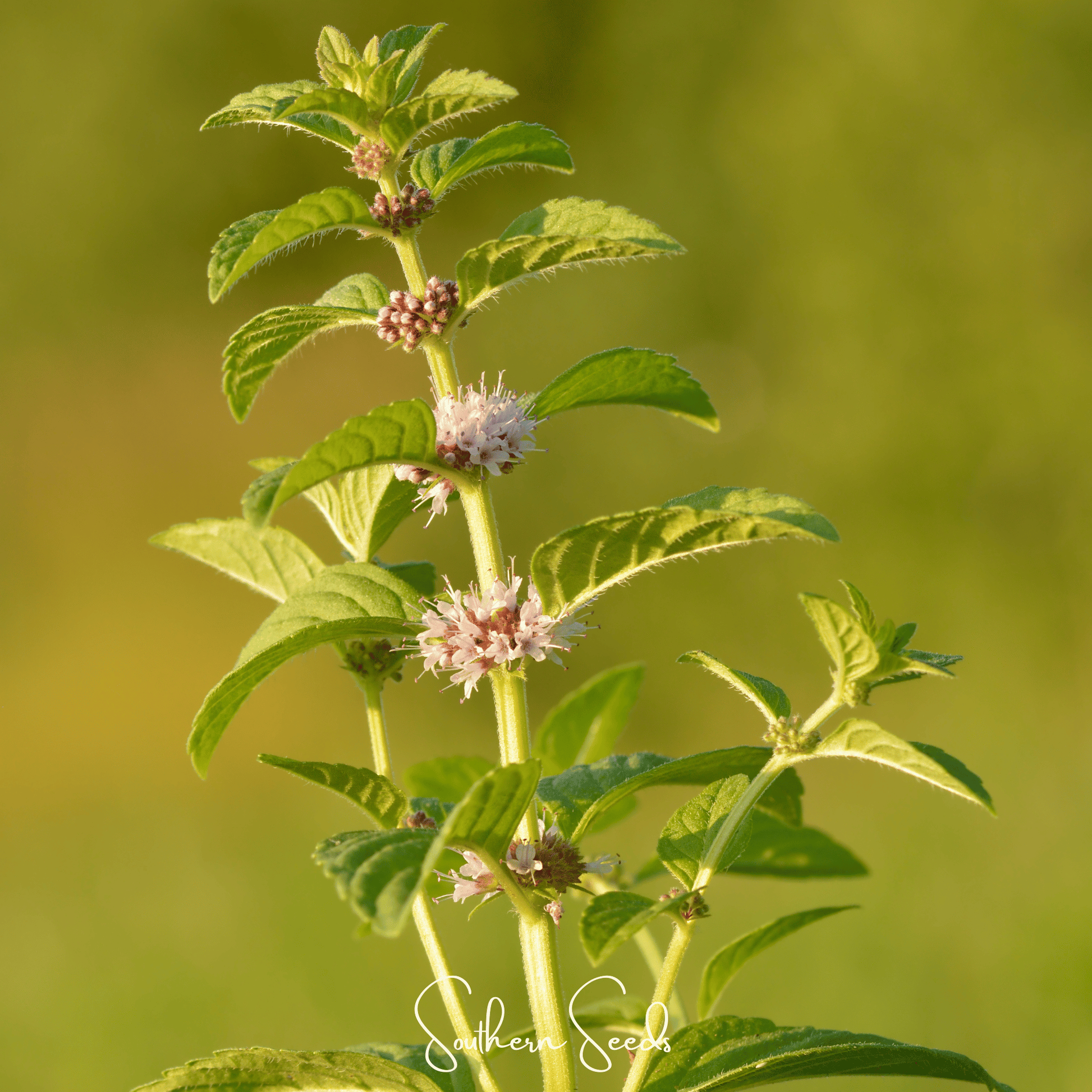 Wild Corn Mint Seeds | Heirloom Mentha arvensis | Aromatic Perennial Herb for Tea & Pollinators