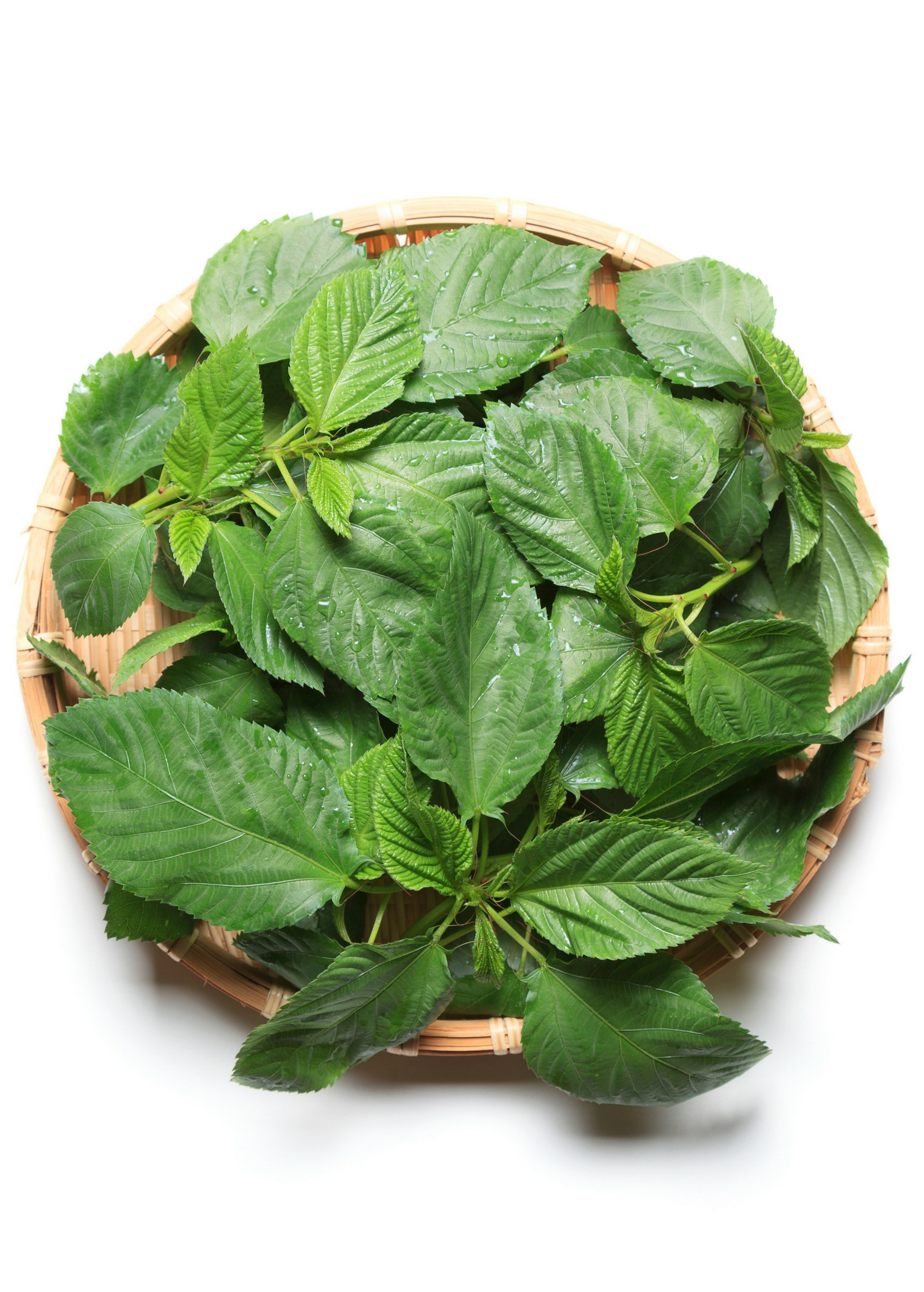 Egyptian Spinach Molokhia Corchorus olitorius Fresh Herb, Middle Eastern Super-Green, Nutrient-Rich Leaf Vegetable