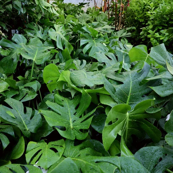 Large Monstera Deliciosa Rooted Cutting – Healthy Swiss Cheese Plant with Mature Split Leaves