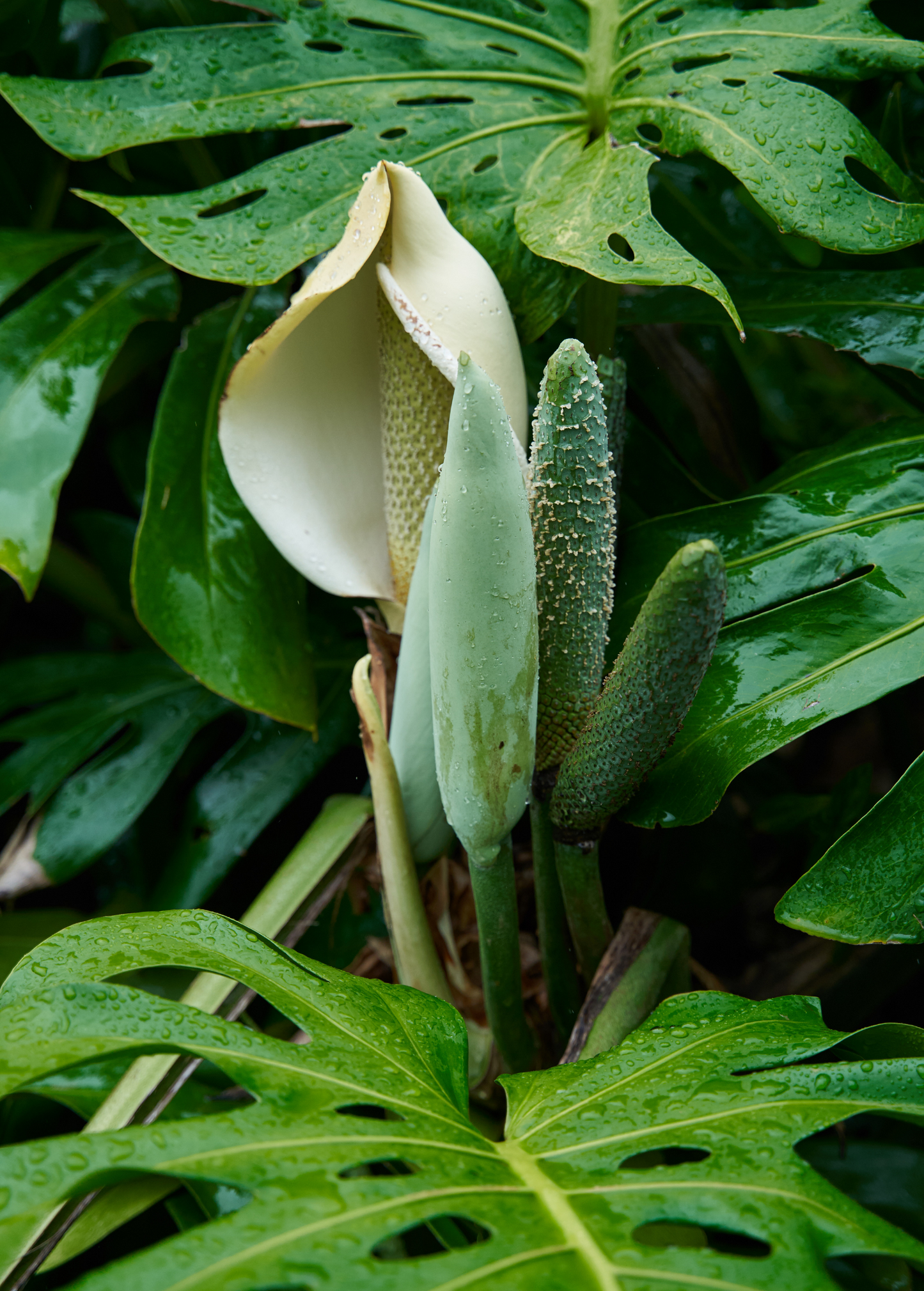 Monstera deliciosa Houseplant, Tropical Swiss Cheese Plant, Split Leaf Philodendron, Indoor/Outdoor Plant