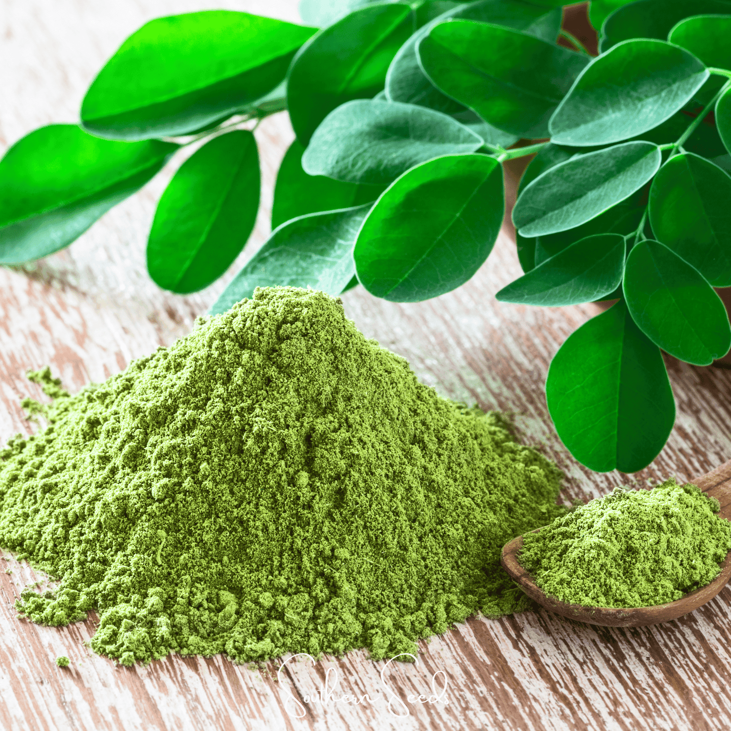 Moringa Seeds – Heirloom Moringa oleifera for Growing Superfood Leaves & Pods, Tropical Tree, Nutrient-Dense Plant