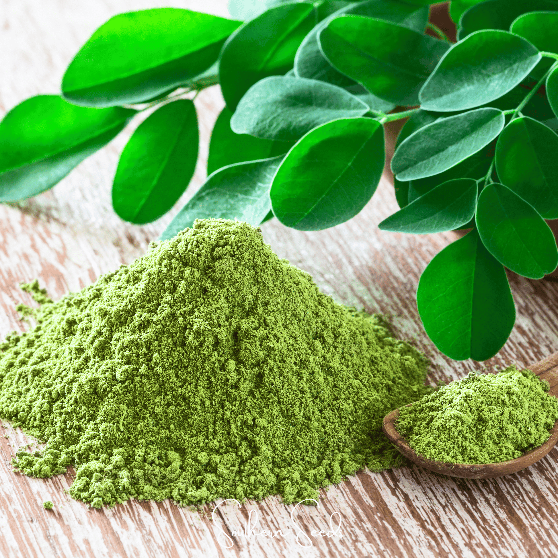 Moringa Seeds – Heirloom Moringa oleifera for Growing Superfood Leaves & Pods, Tropical Tree, Nutrient-Dense Plant