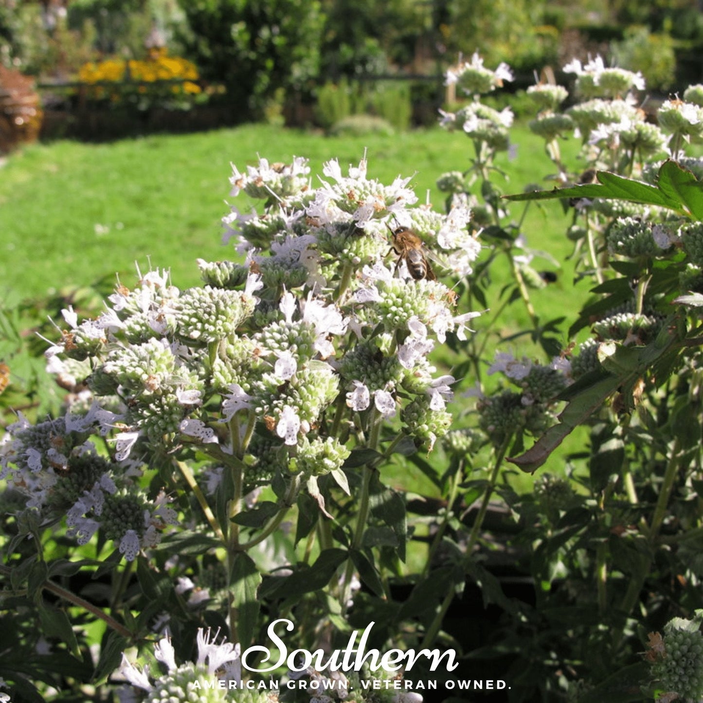 Mountain Mint Seeds – Heirloom Pycnanthemum pilosum for Pollinator Gardens, Aromatic Leaves, Perennial, 100 Seeds