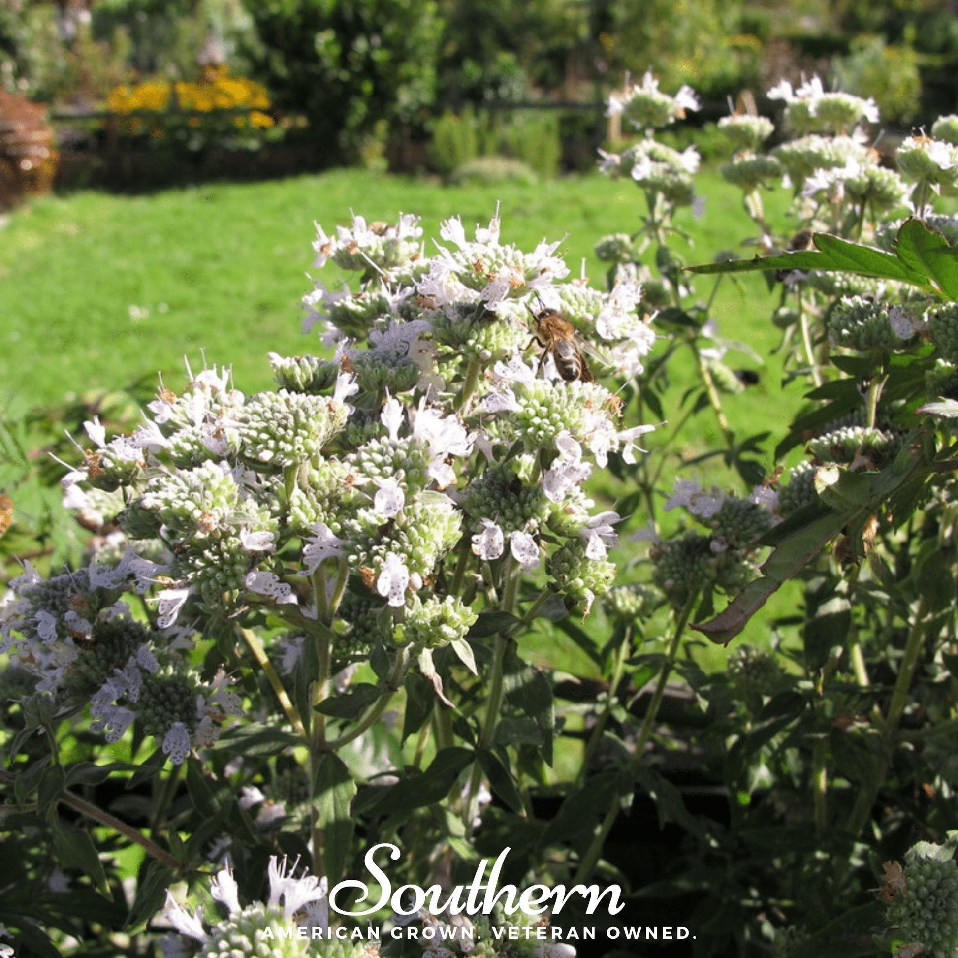 Mountain Mint Seeds – Heirloom Pycnanthemum pilosum for Pollinator Gardens, Aromatic Leaves, Perennial, 100 Seeds