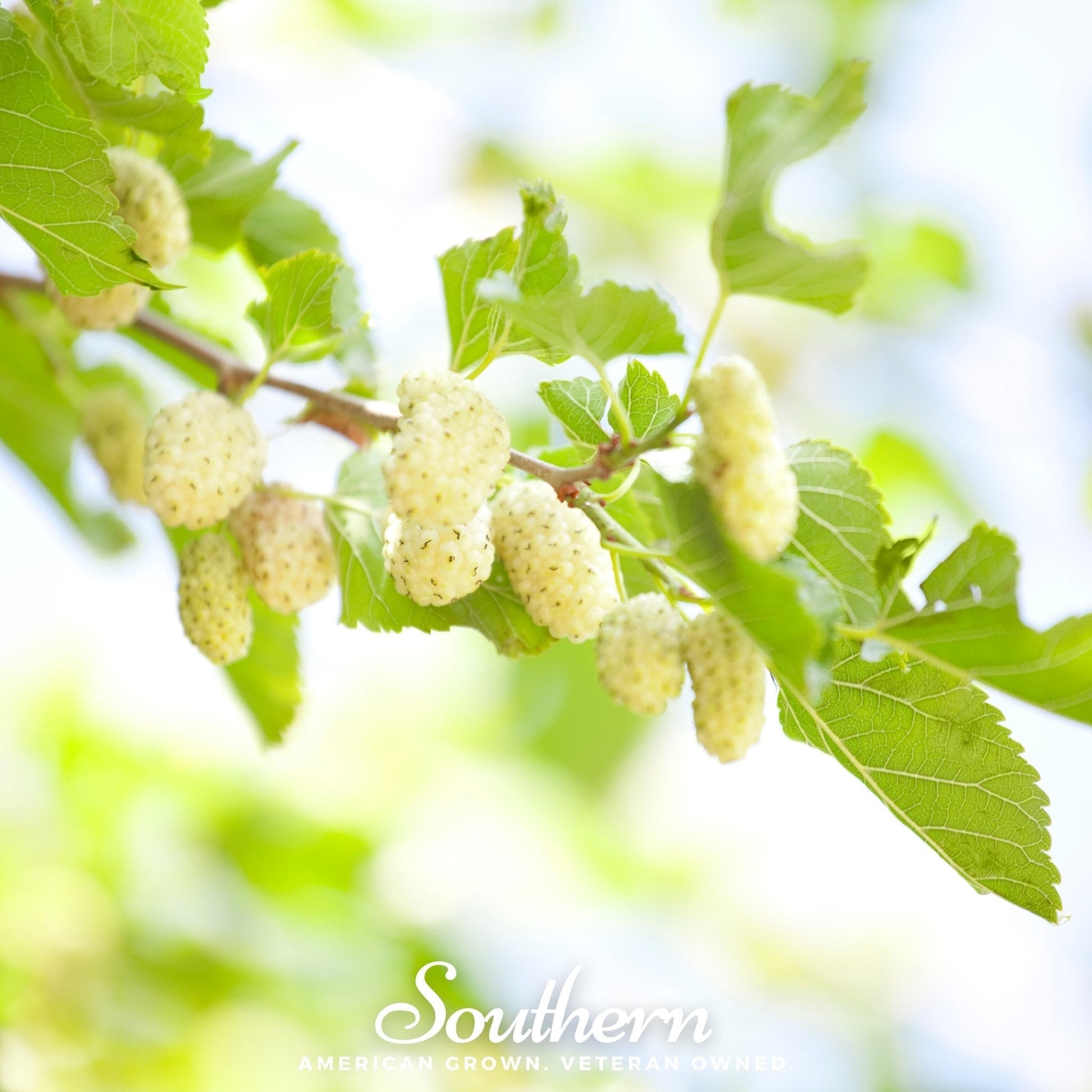 White Mulberry Seeds - Heirloom Morus alba for Growing Shade Trees & Edible Berries, Non-GMO, Open Pollinated, 50 Seeds