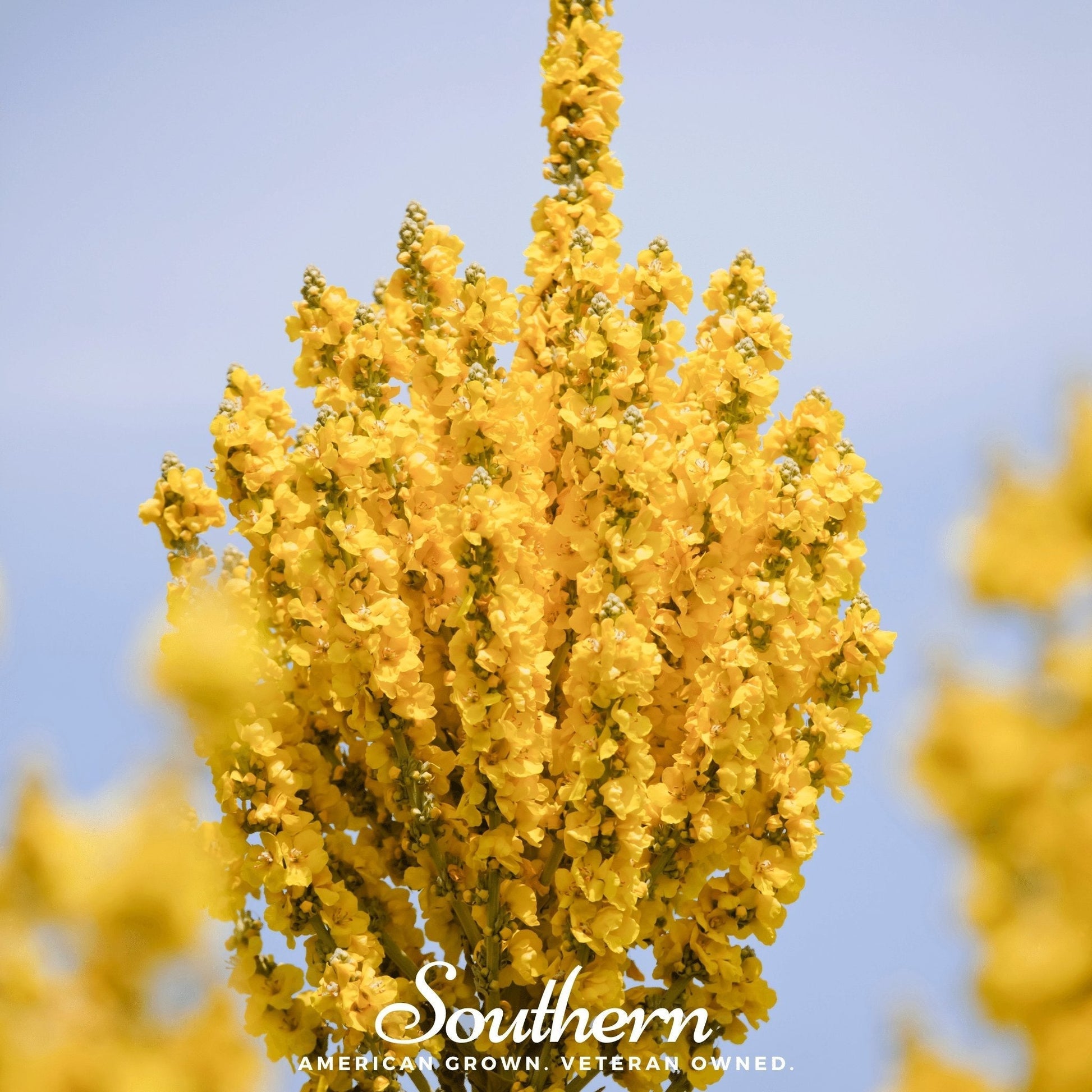 Greek Mullein Seeds | Heirloom Verbascum olympicum | Drought-Tolerant, Architectural, Bright Yellow Flowers
