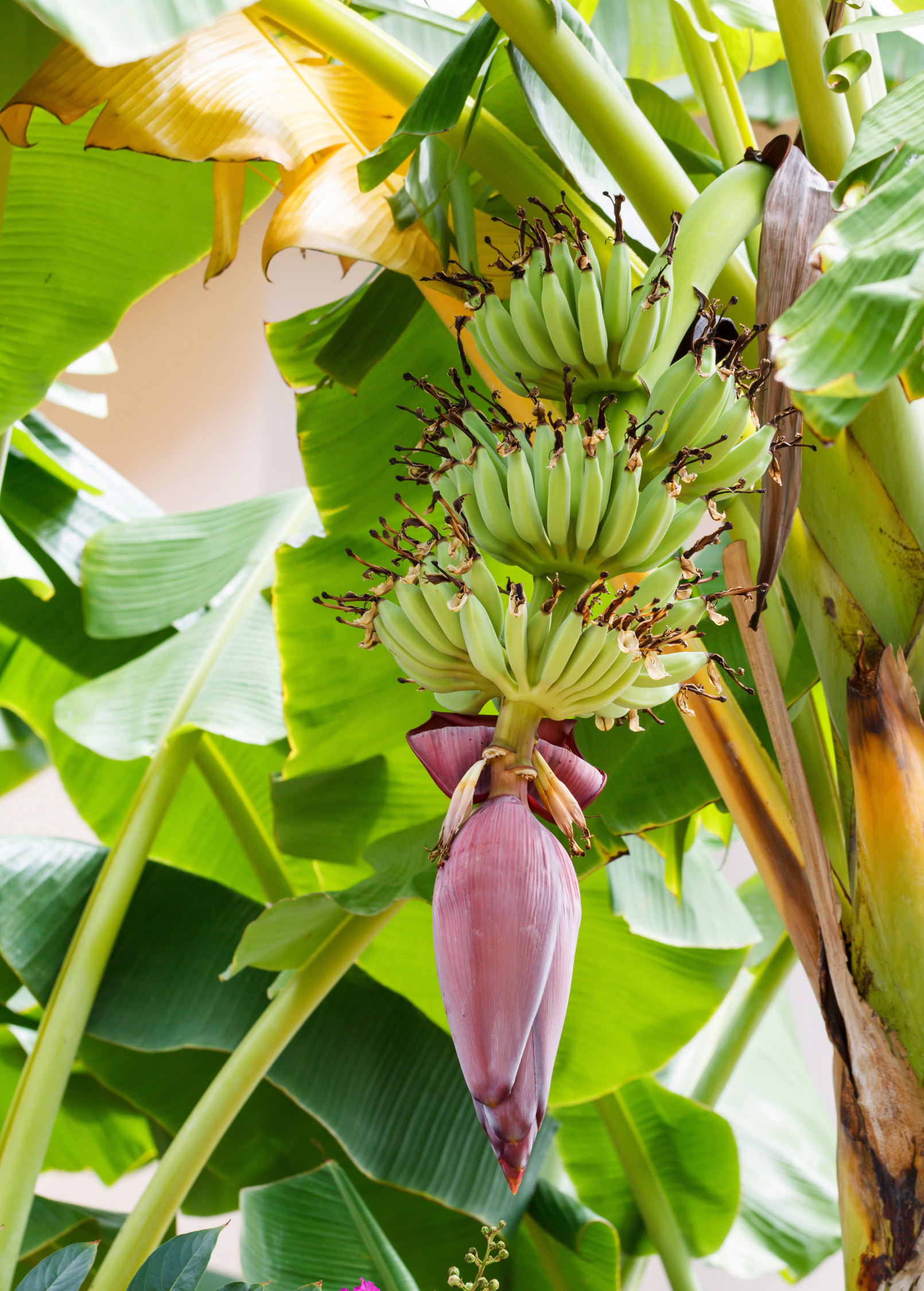 Dwarf Green Banana Plant Musa acuminata - Compact Fruit-Bearing Tropical Tree with Large Leaves