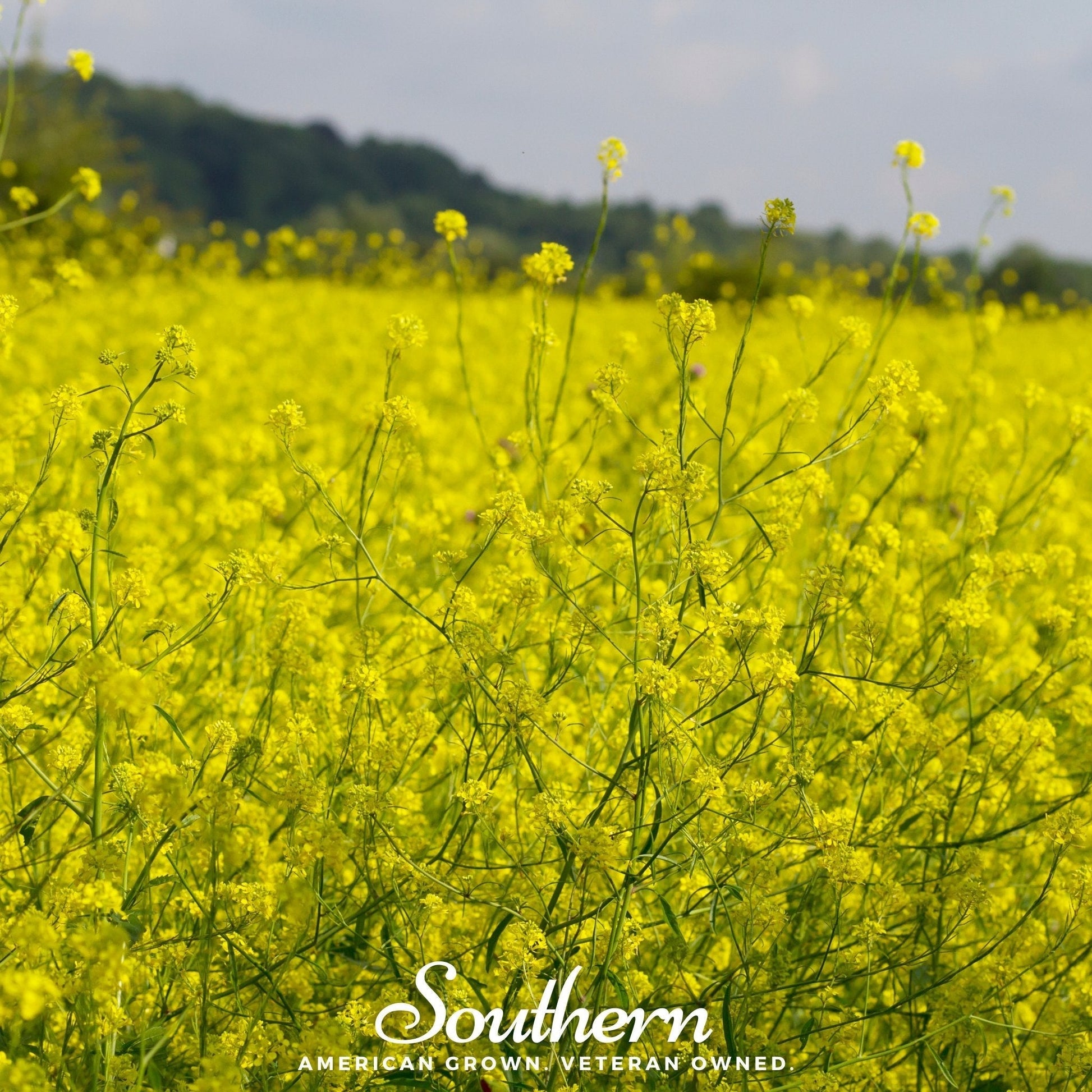 Black Mustard Seeds 500 | Heirloom Brassica nigra | Pungent Spice for Mustard, Pickling & Greens