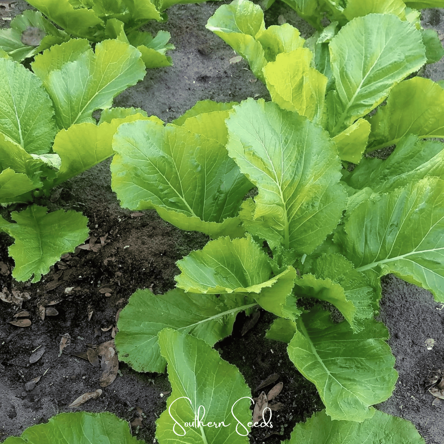 Florida Broadleaf Mustard Seeds – Heirloom, Open Pollinated, Non-GMO, Brassica juncea, 250 Seeds