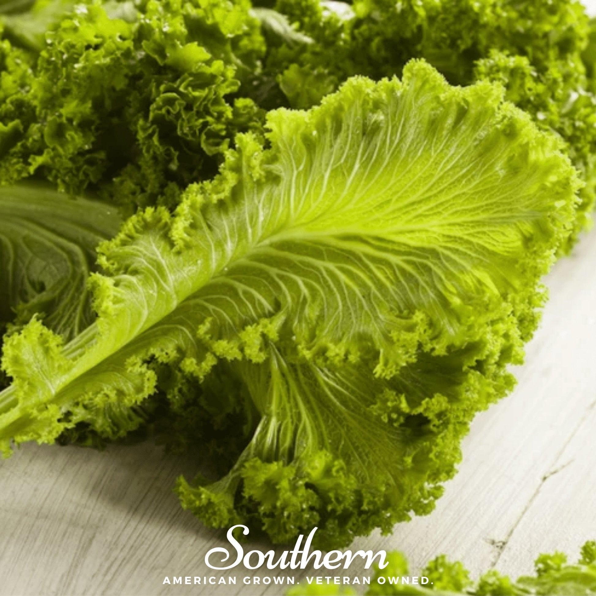 Southern Giant Mustard Seeds – Heirloom, All-American Selections Winner, 250 Non-GMO Brassica juncea Greens